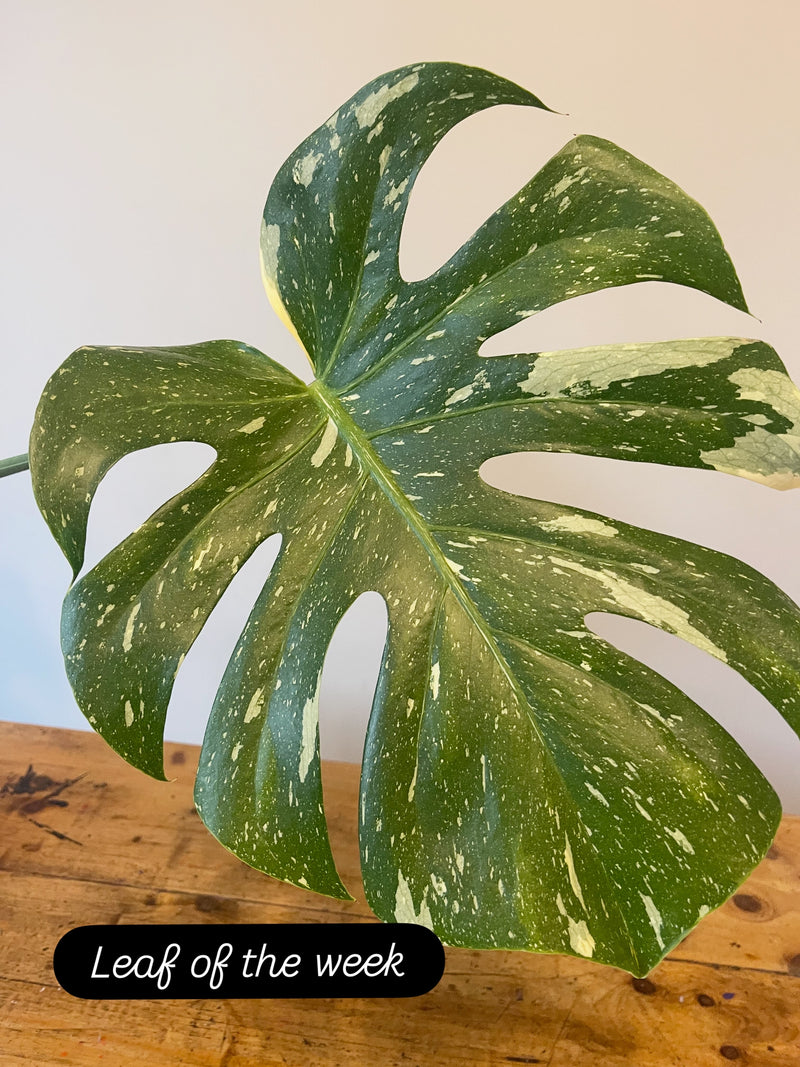 Monstera Deliciousa Thai Constellation. Yes they might be a bit basic these days since they can be bought super cheap but they are popular for a reason. Look at those beautiful speckles of variegation.