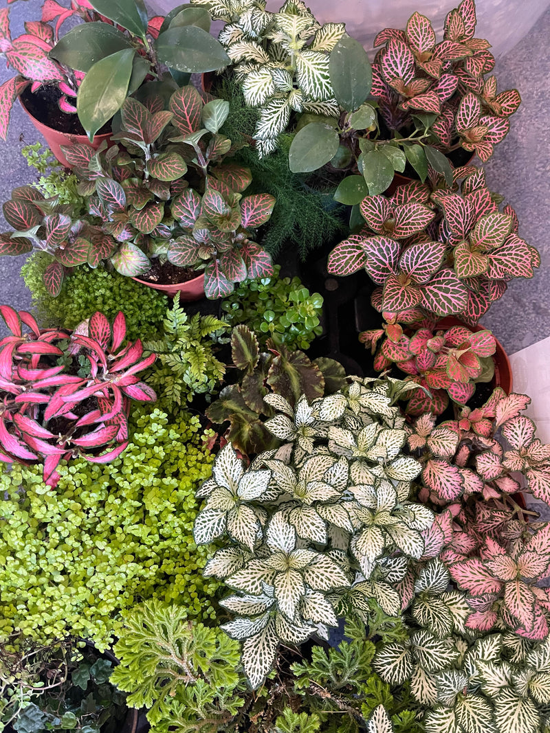 Multi-Buy Plants