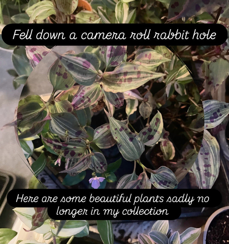 Looking through my camera roll for plant inspiration is a favourite pastime. I've had many many plants over the years. Here are some favourites that I've grown but sadly lost. Caring for lots of plants all with individual needs is hard. Perhaps I'll try growing some of these again.