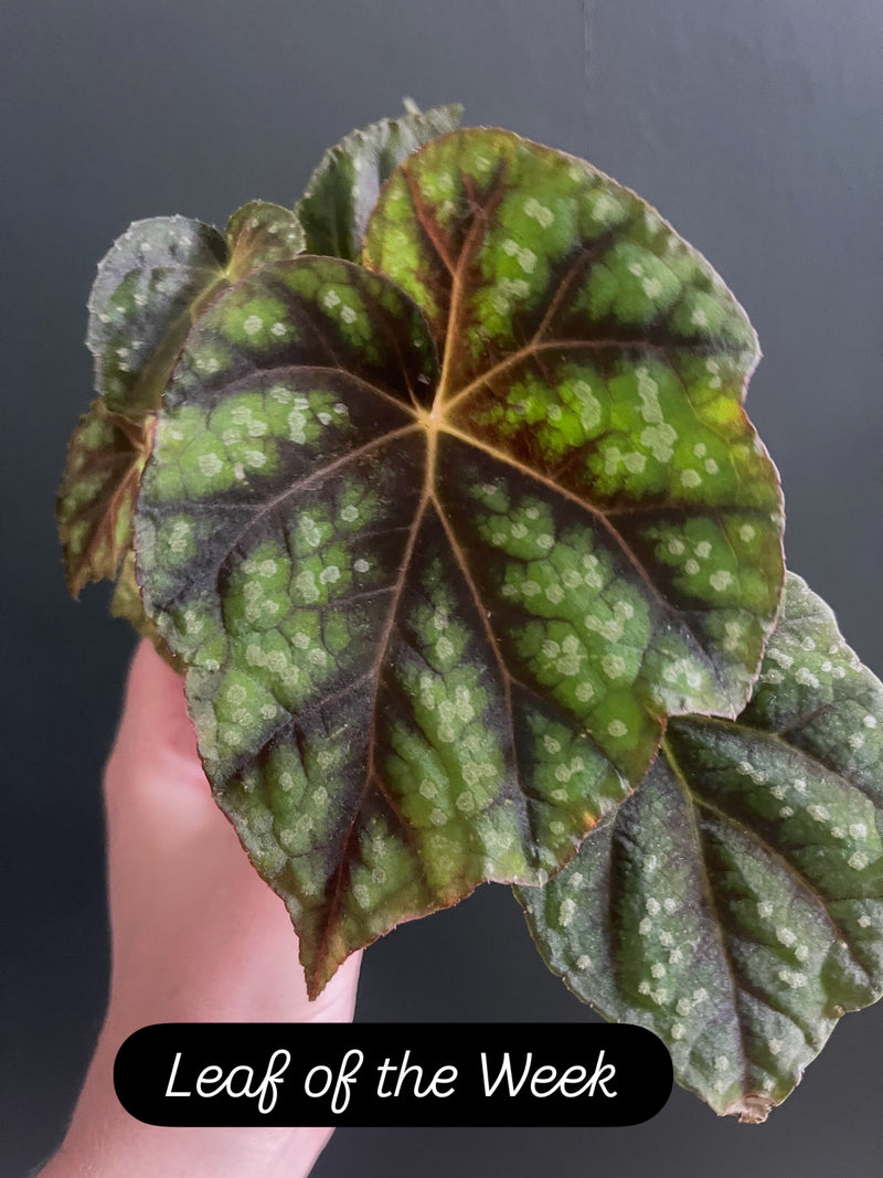 I cannot stop looking at this absolute stunner of a leaf.

Begonias are my current little planty obsession and this leaf with its silver spots and dark veins is exactly why.