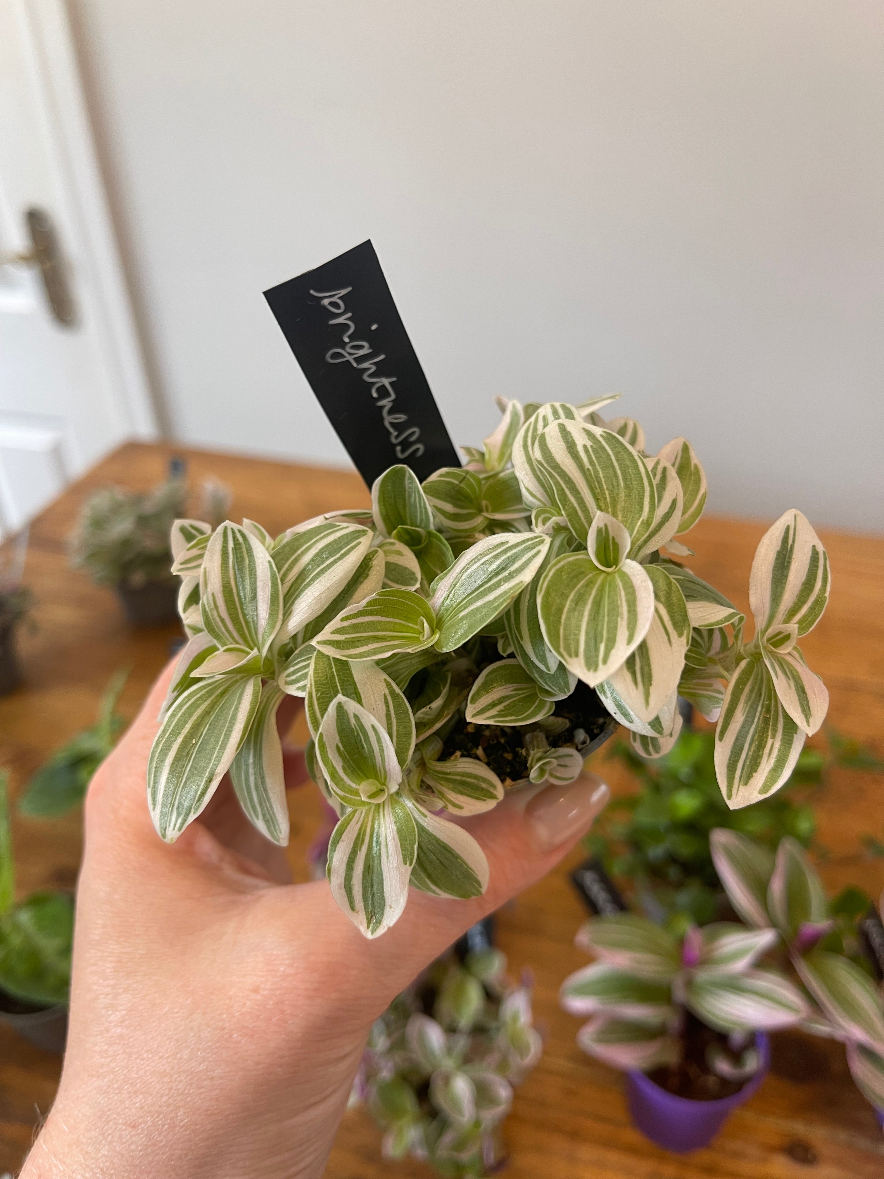 Tradescantia Sweetness