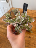 Tradescantia Sweetness