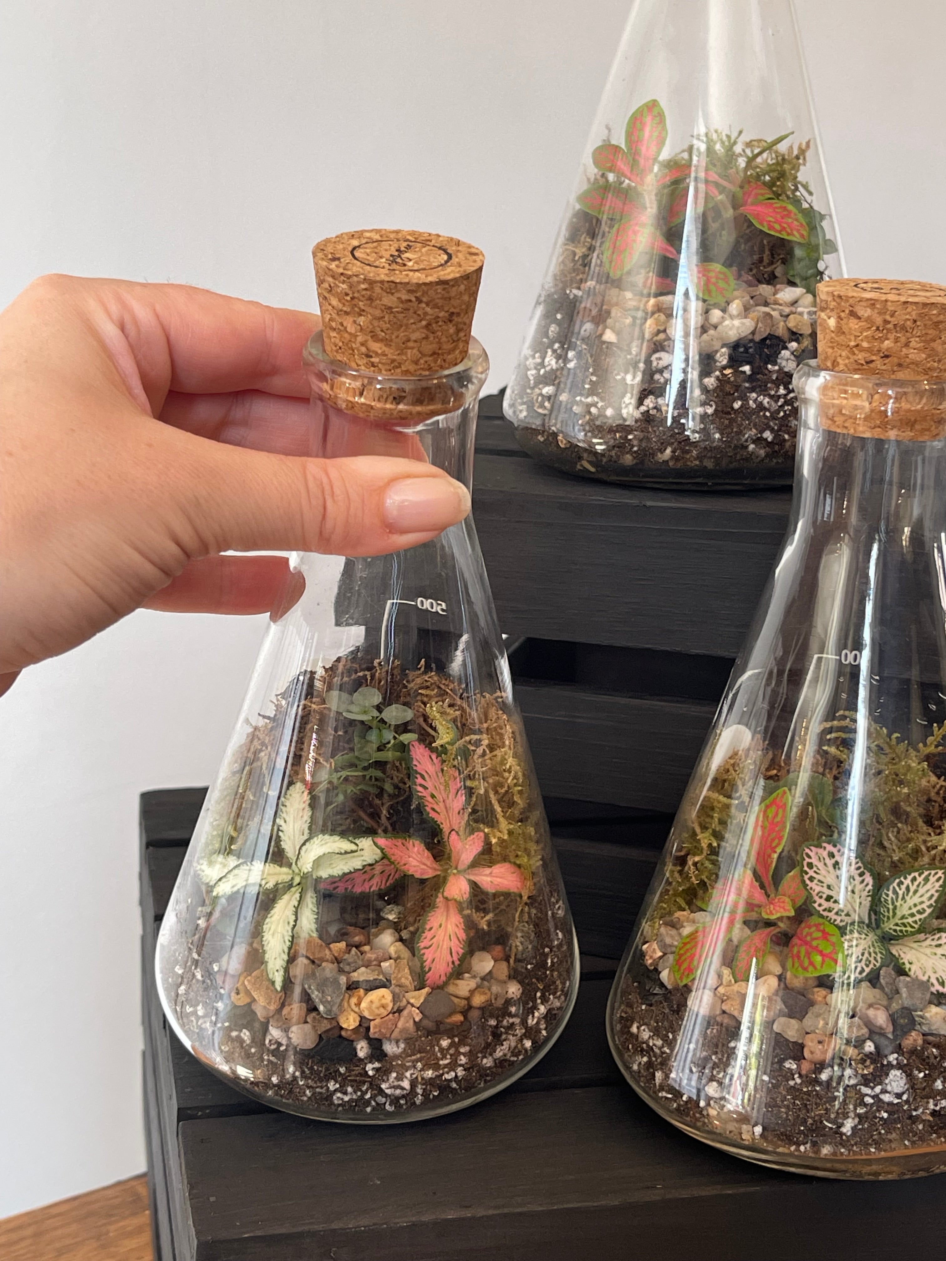 Conical Science Flask Terrarium