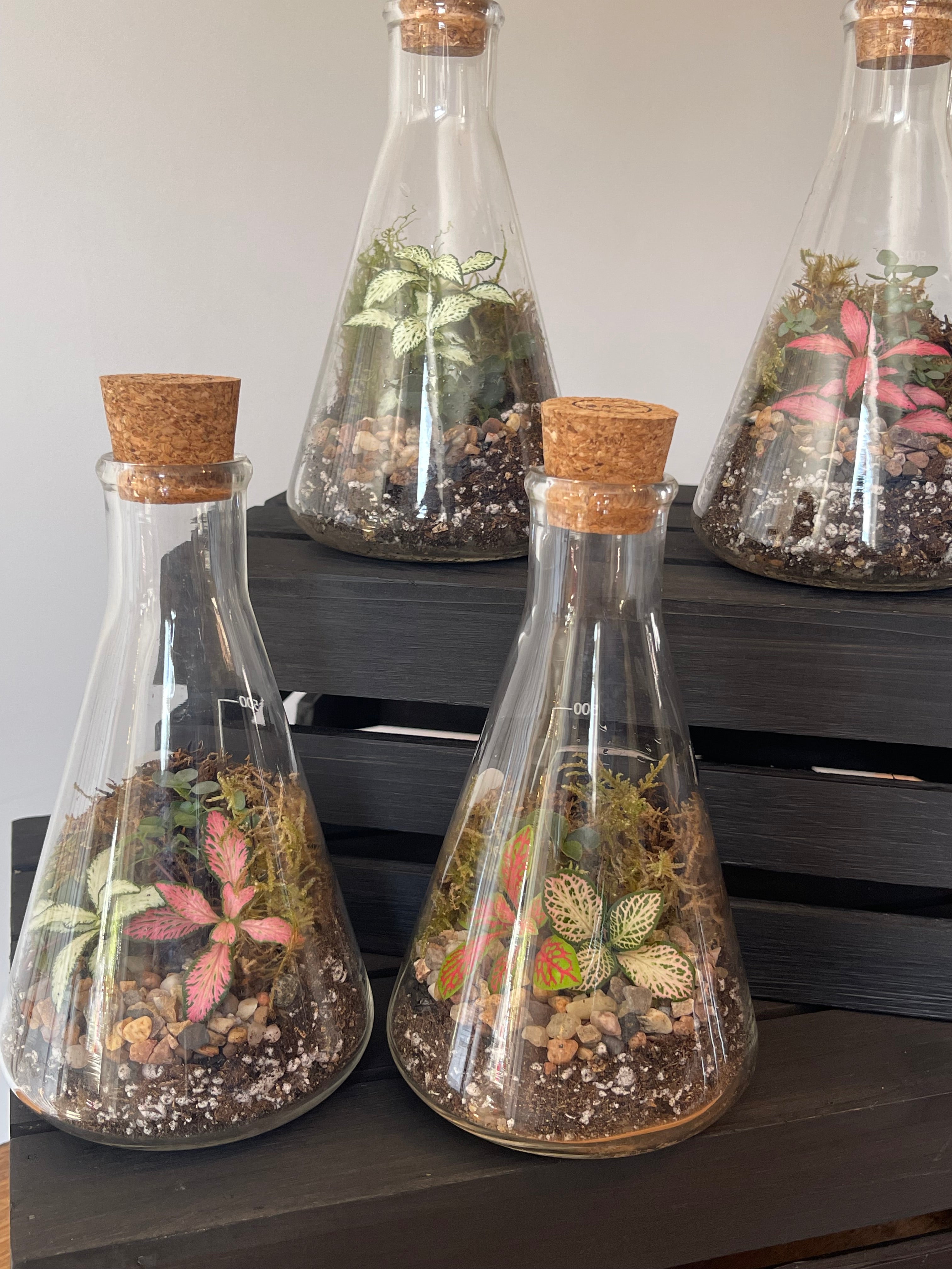Conical Science Flask Terrarium