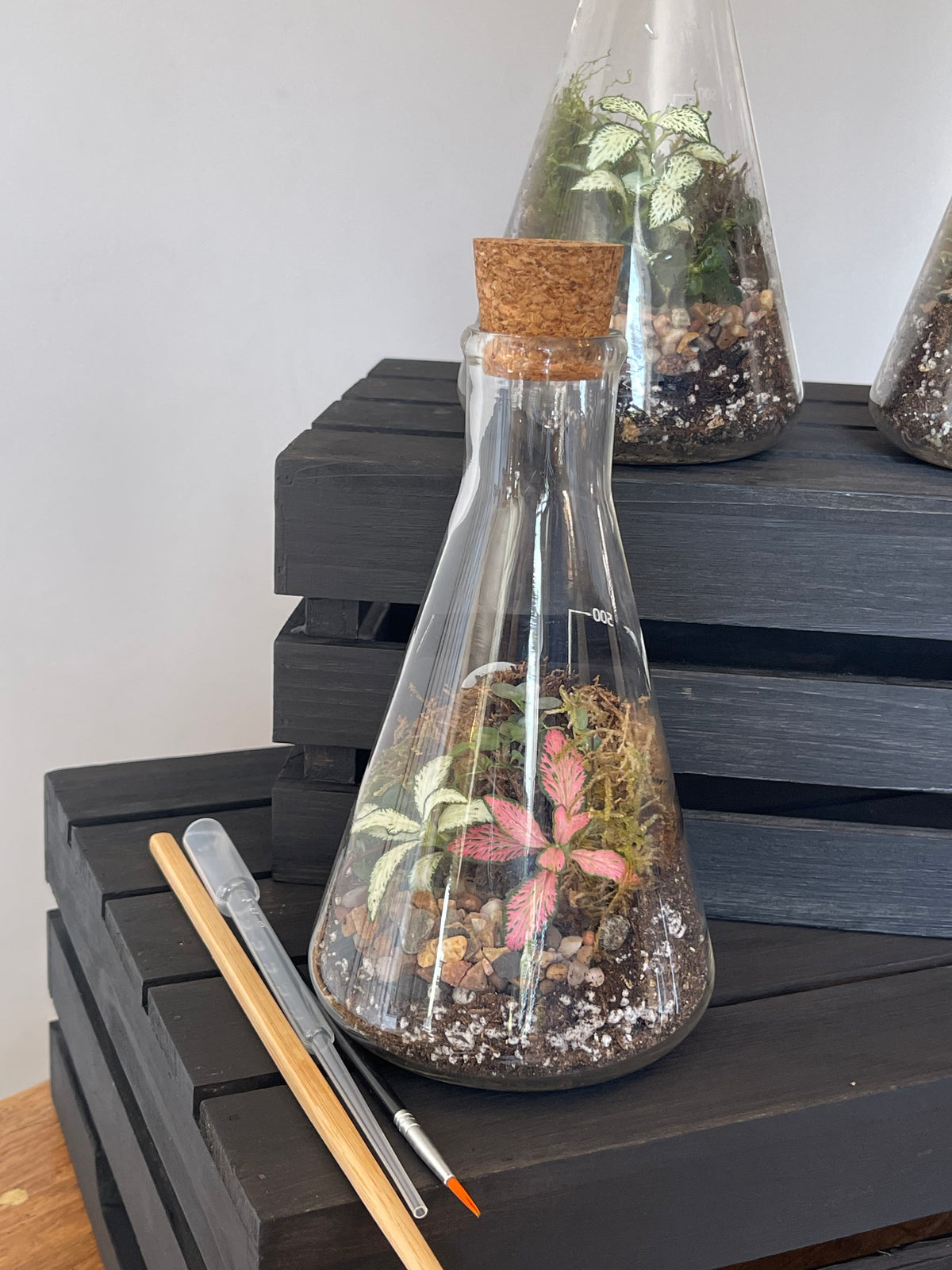 Conical Science Flask Terrarium