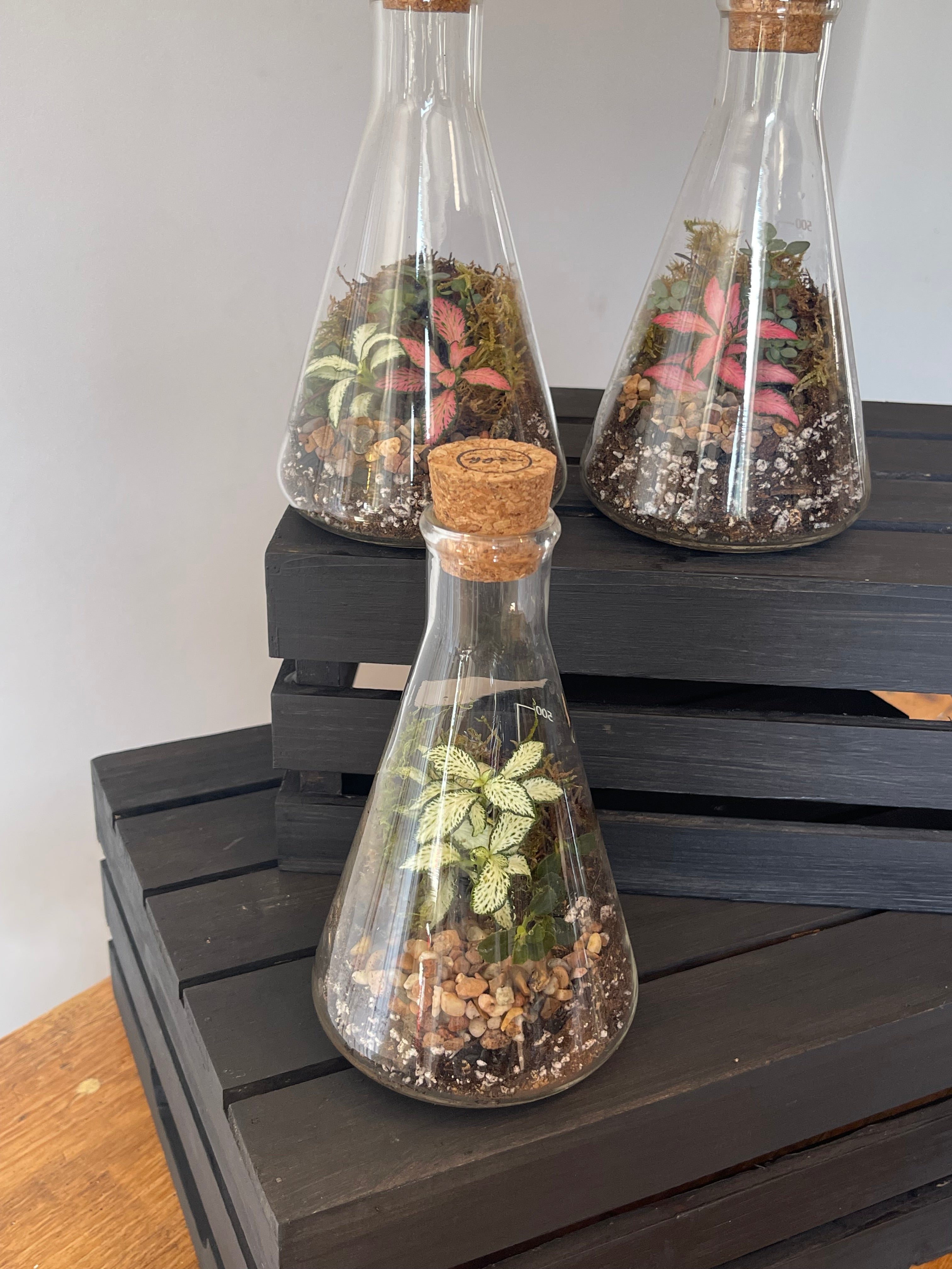 Conical Science Flask Terrarium