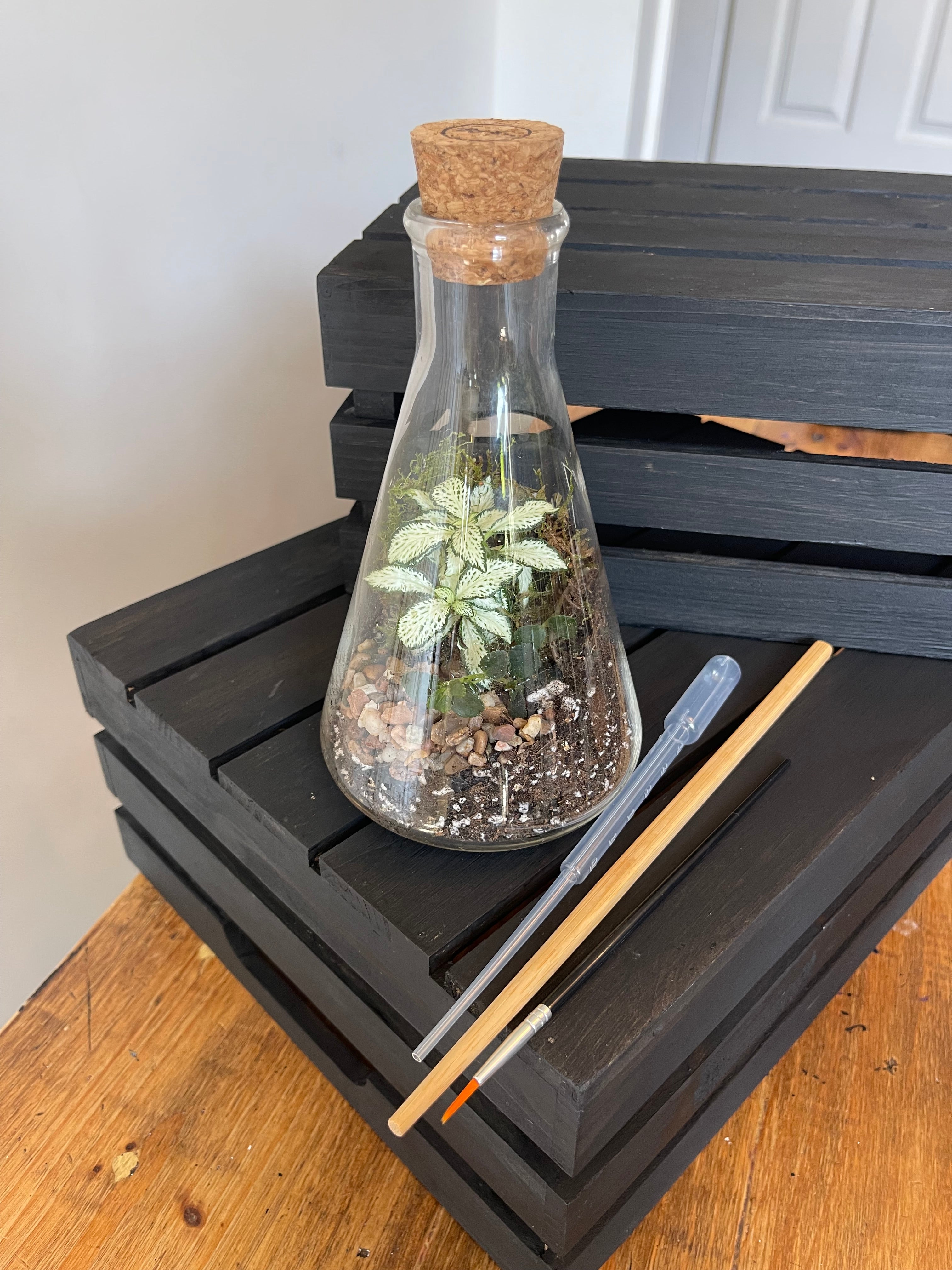 Conical Science Flask Terrarium