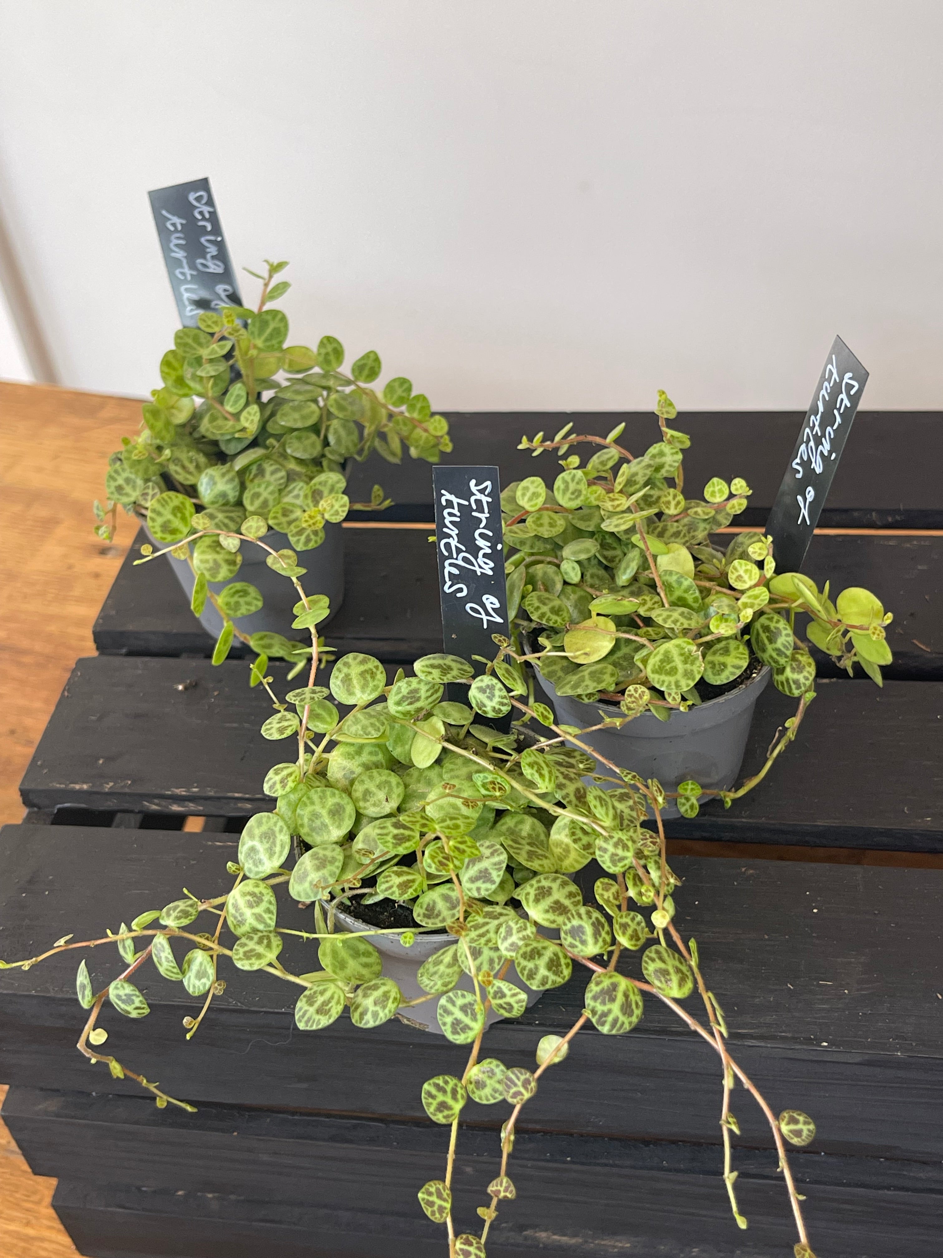Peperomia Prostrata - String of Turtles