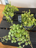 Peperomia Prostrata - String of Turtles