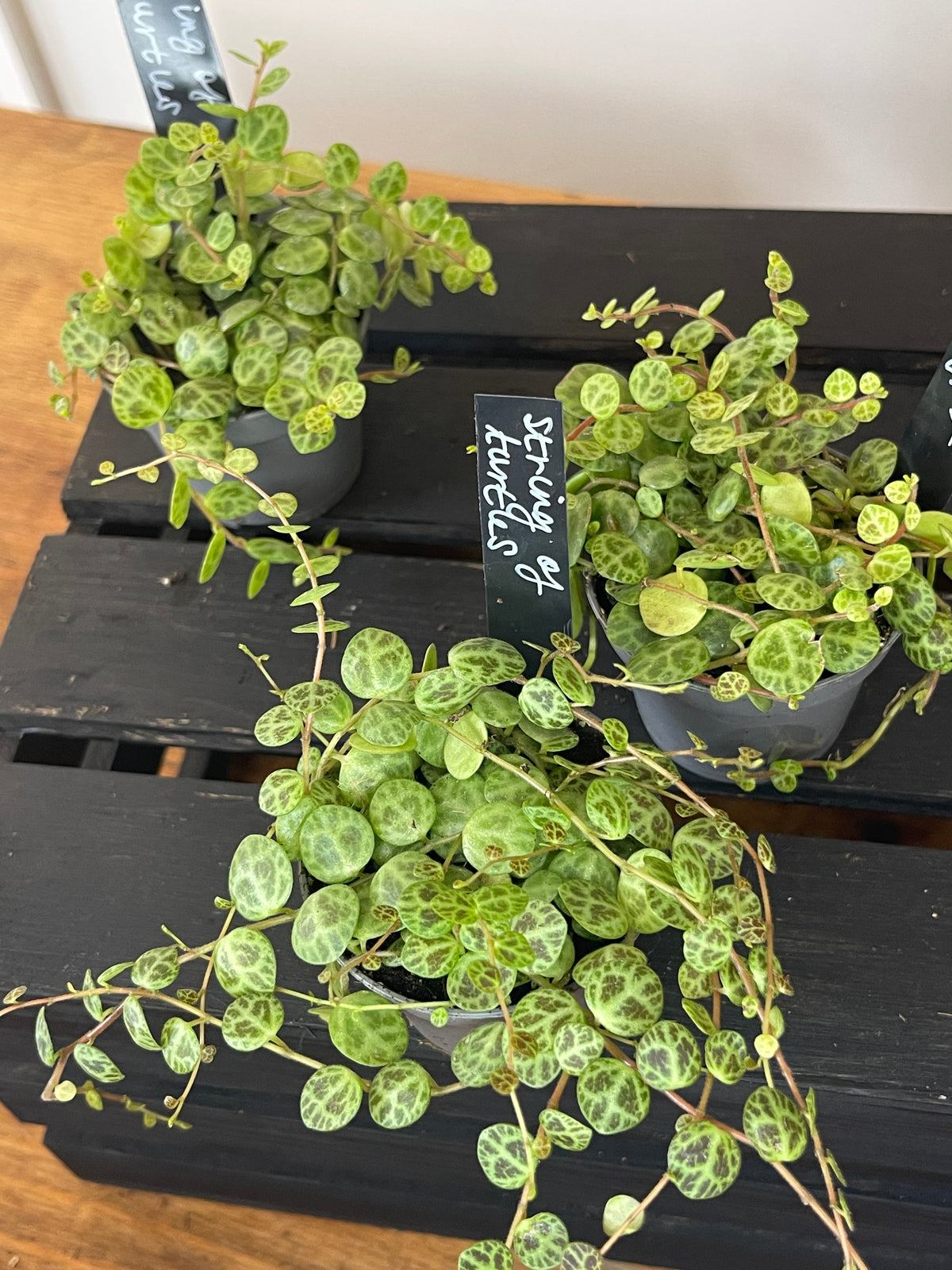 Peperomia Prostrata - String of Turtles