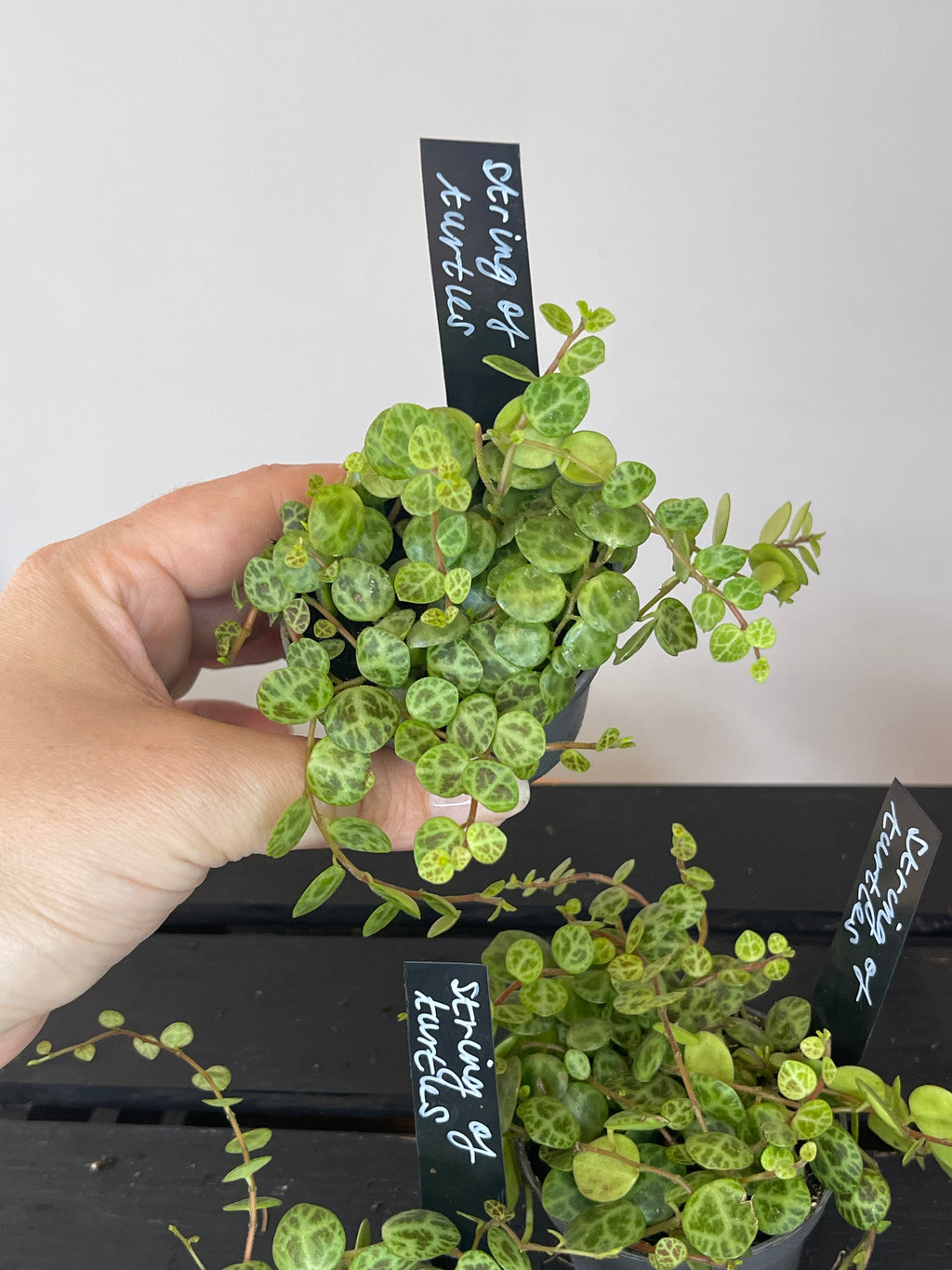Peperomia Prostrata - String of Turtles