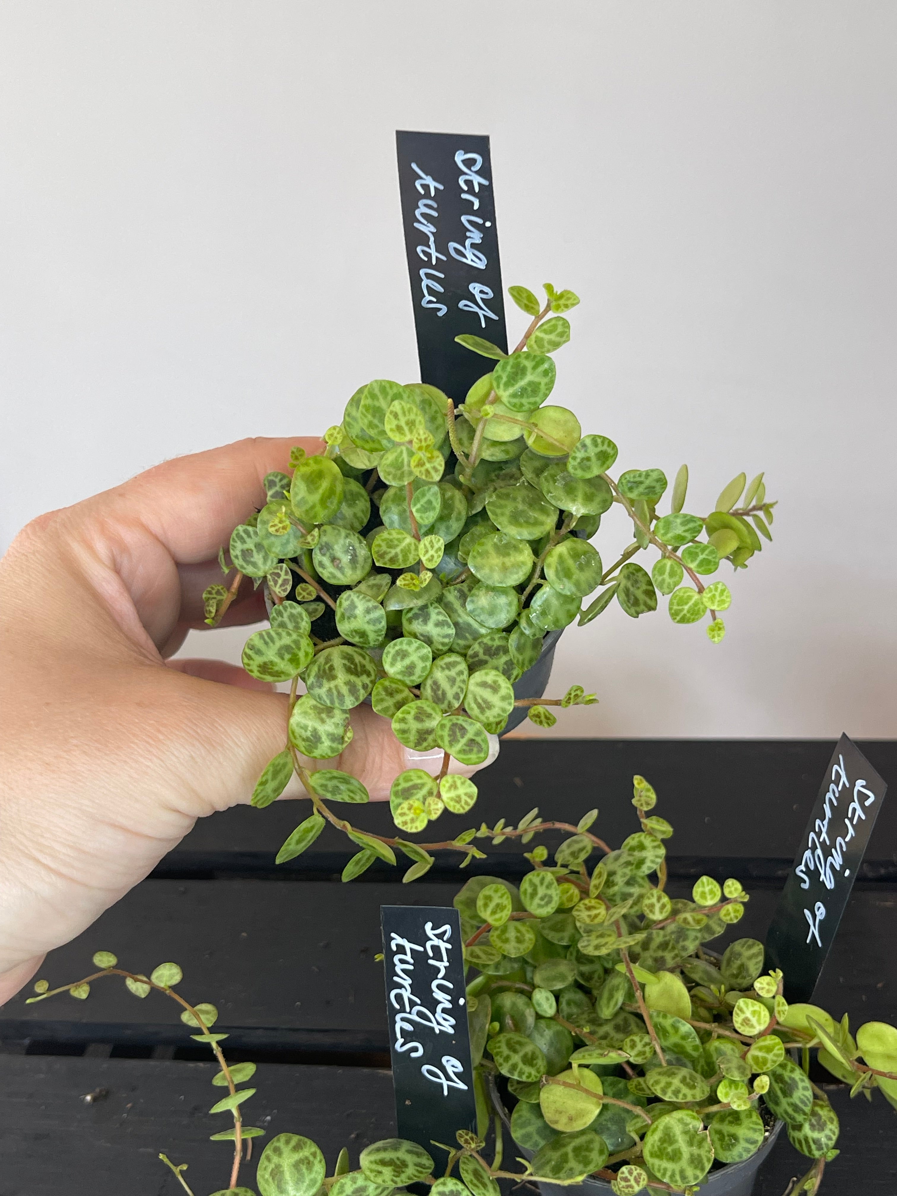 Peperomia Prostrata - String of Turtles