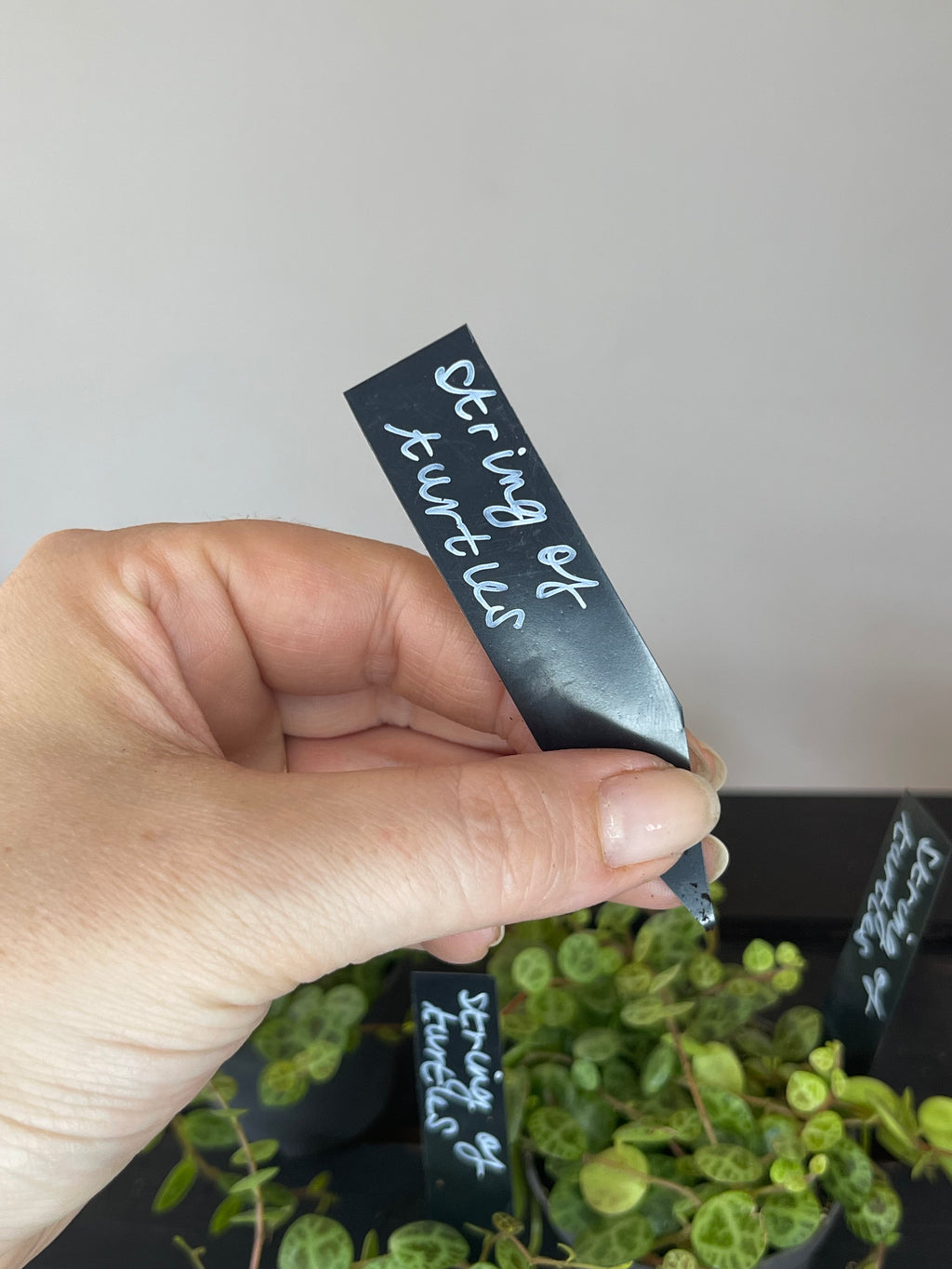 Peperomia Prostrata - String of Turtles