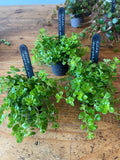 Pilea Depressa