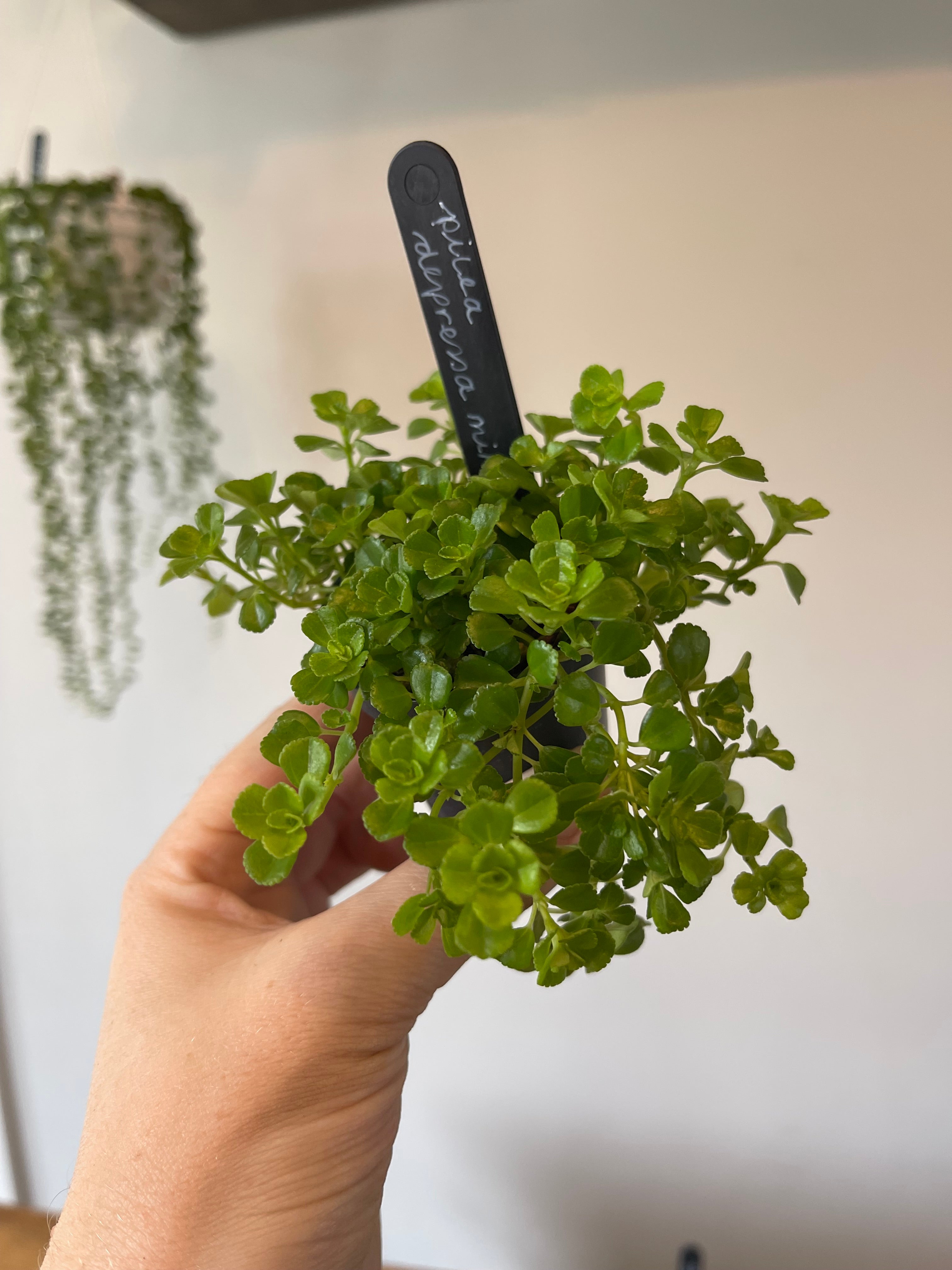 Pilea Depressa