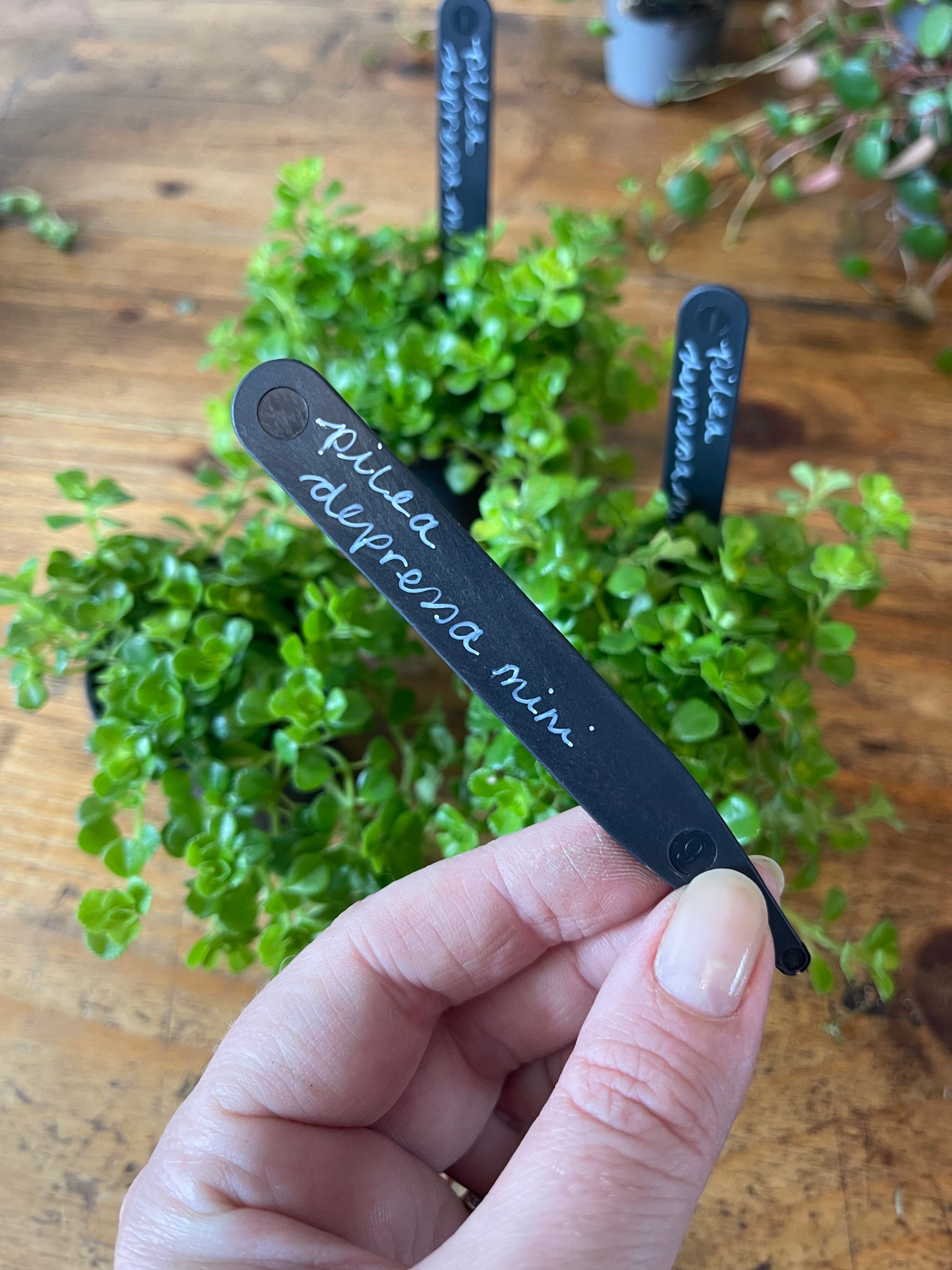 Pilea Depressa