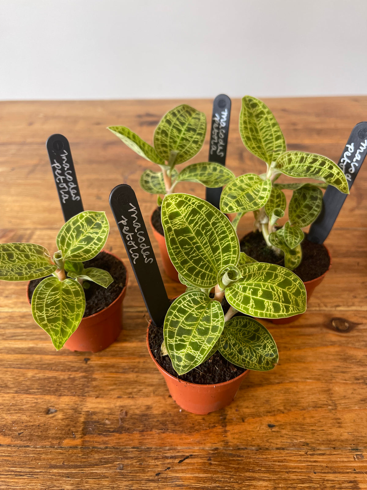 Jewel Orchid - Macodes Petola