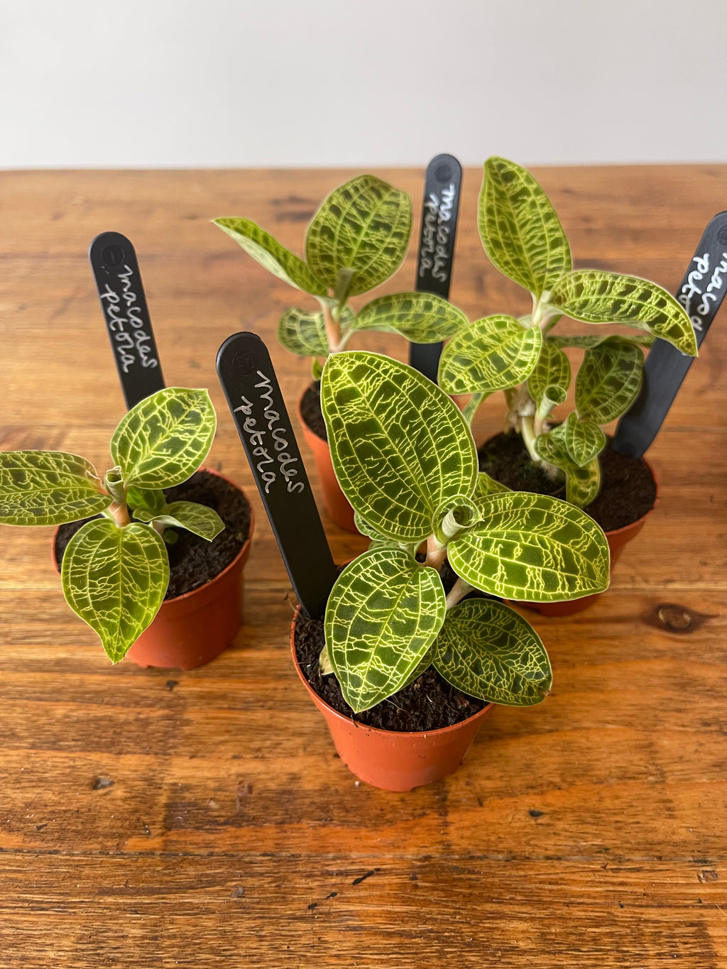Jewel Orchid - Macodes Petola