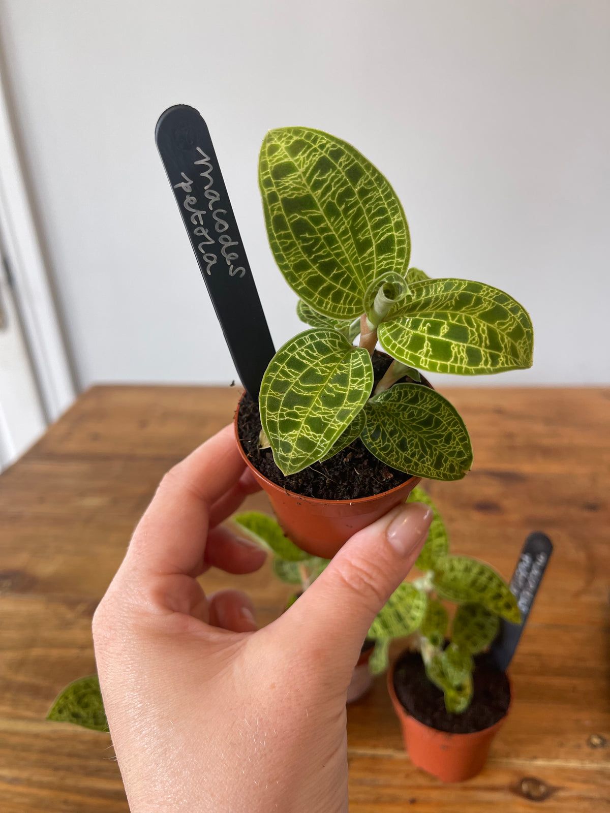 Jewel Orchid - Macodes Petola