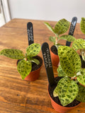 Jewel Orchid - Macodes Petola