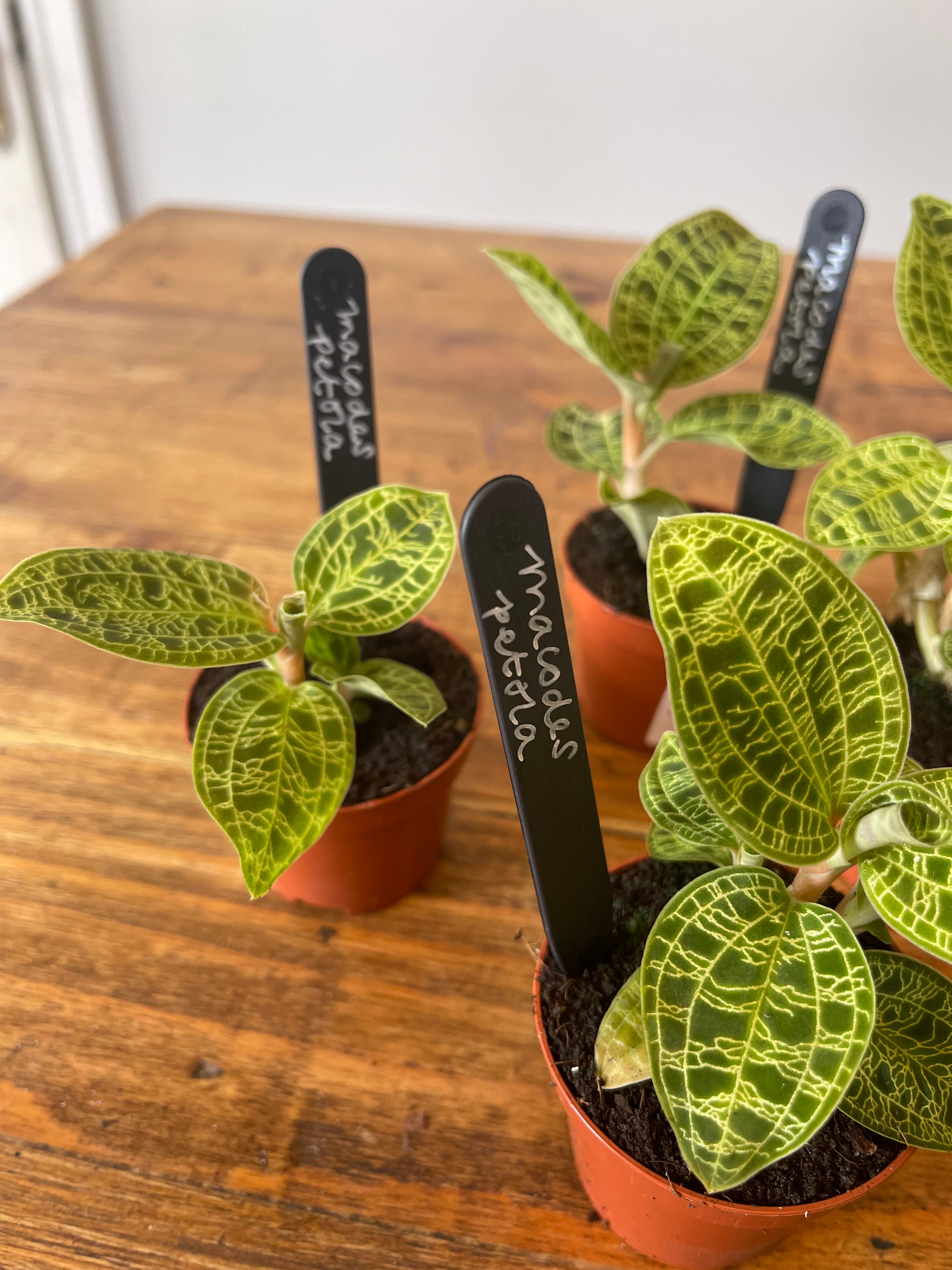 Jewel Orchid - Macodes Petola
