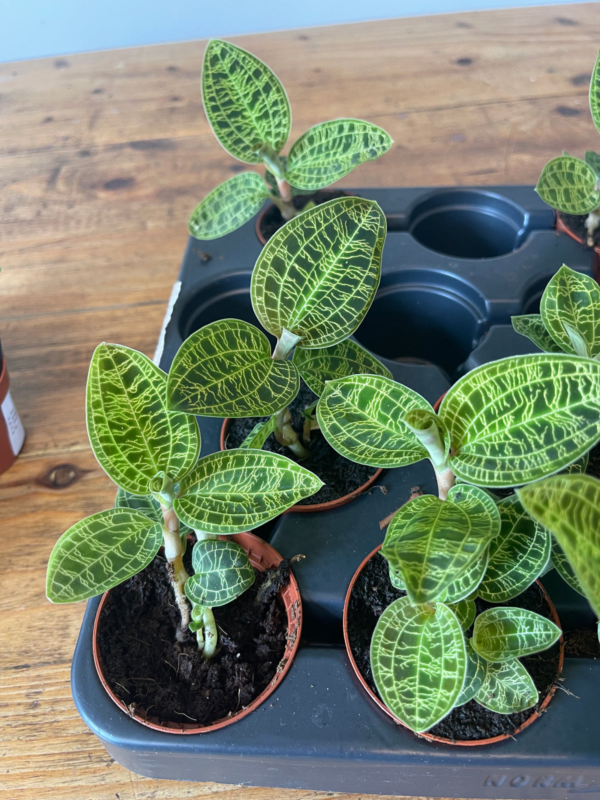 Jewel Orchid - Macodes Petola