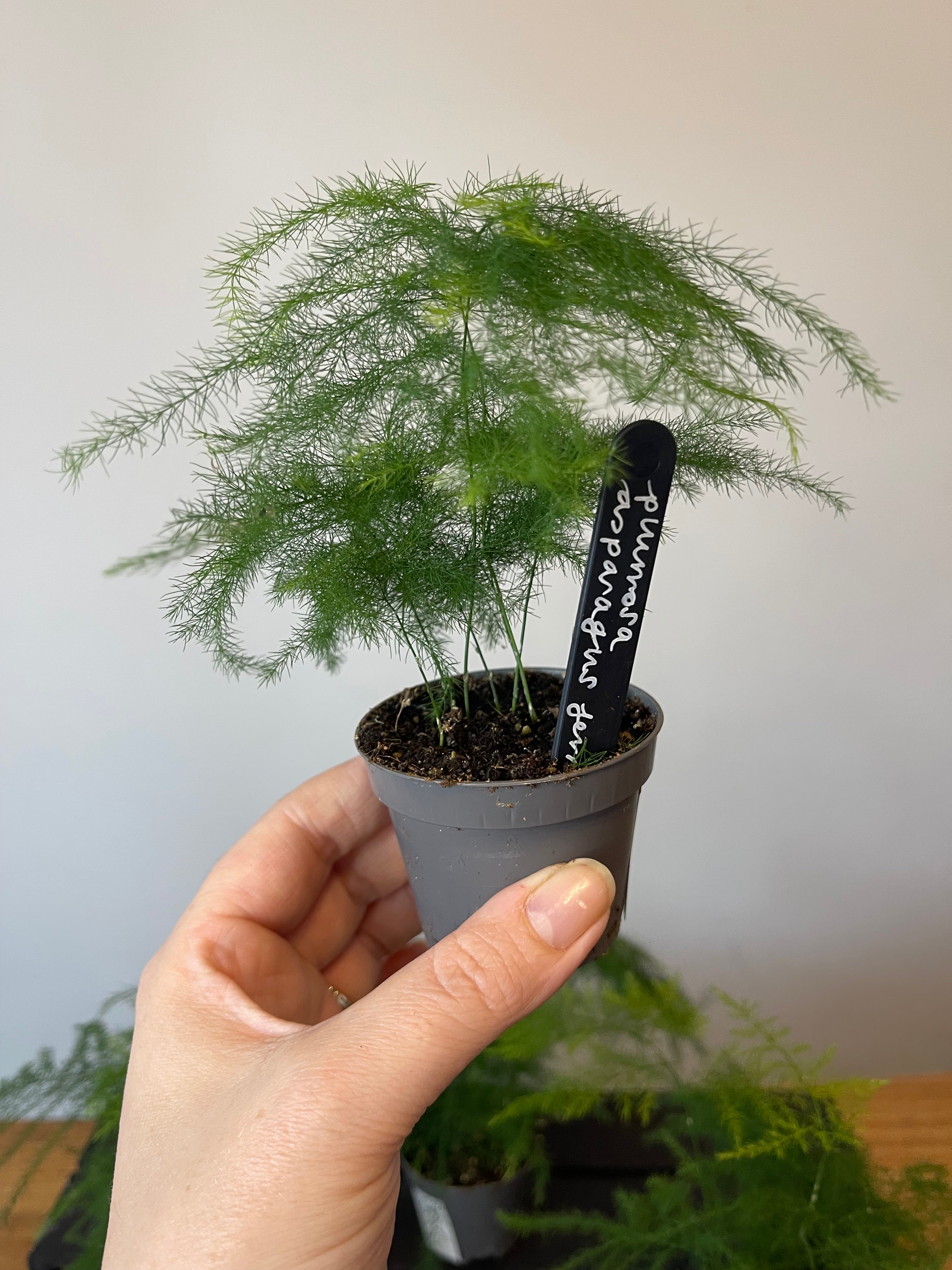 Asparagus Plumosus