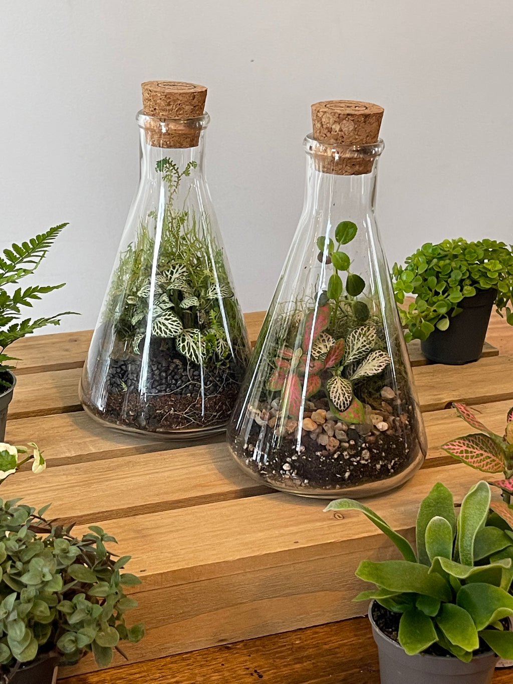 Conical Science Flask Terrarium