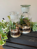 Apothecary Jar Terrarium Kit — Your Own Little Ecosystem,