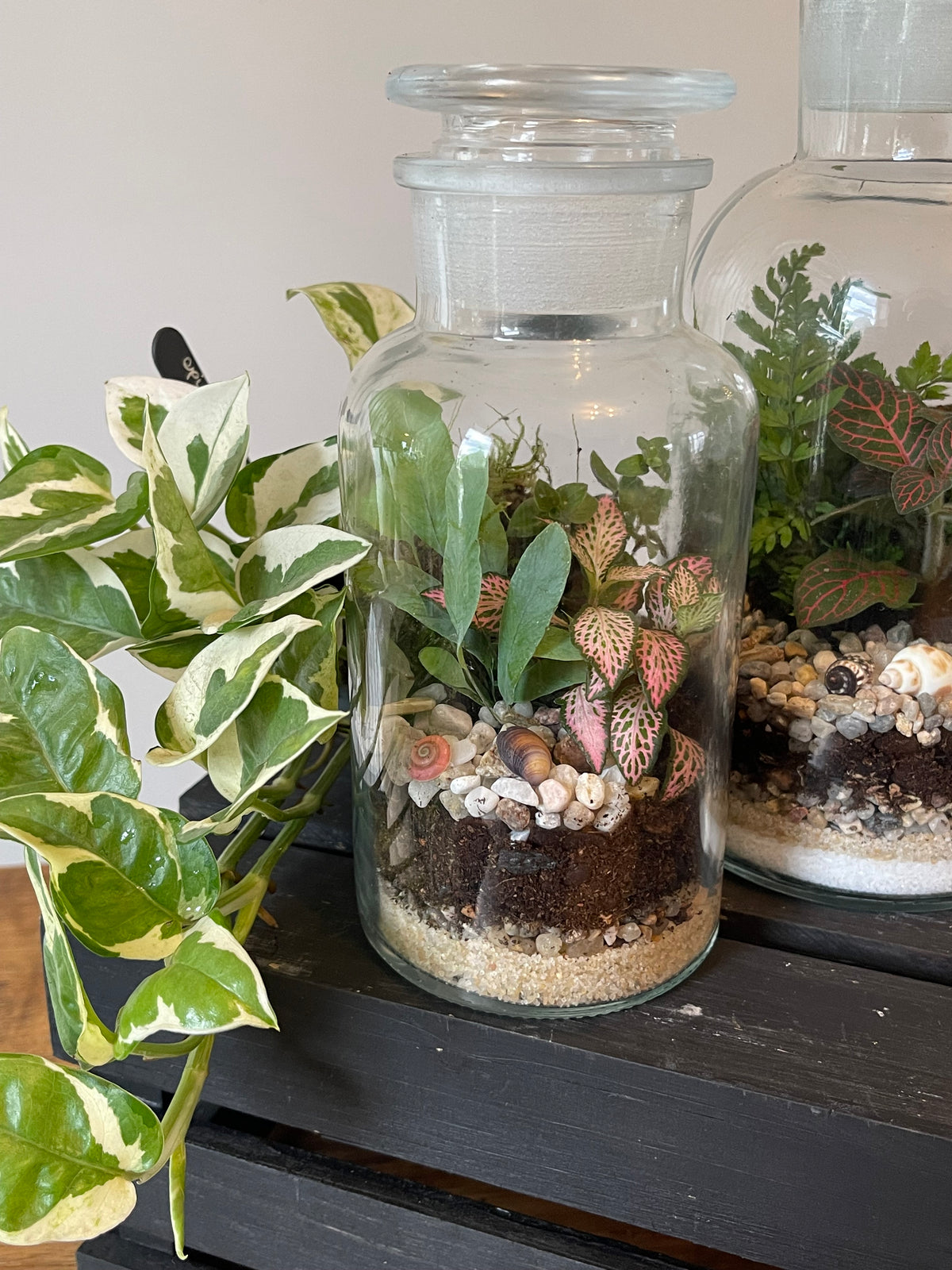 Apothecary Jar Terrarium Kit — Your Own Little Ecosystem,