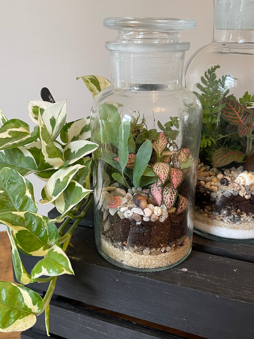 Apothecary Jar Terrarium Kit — Your Own Little Ecosystem,