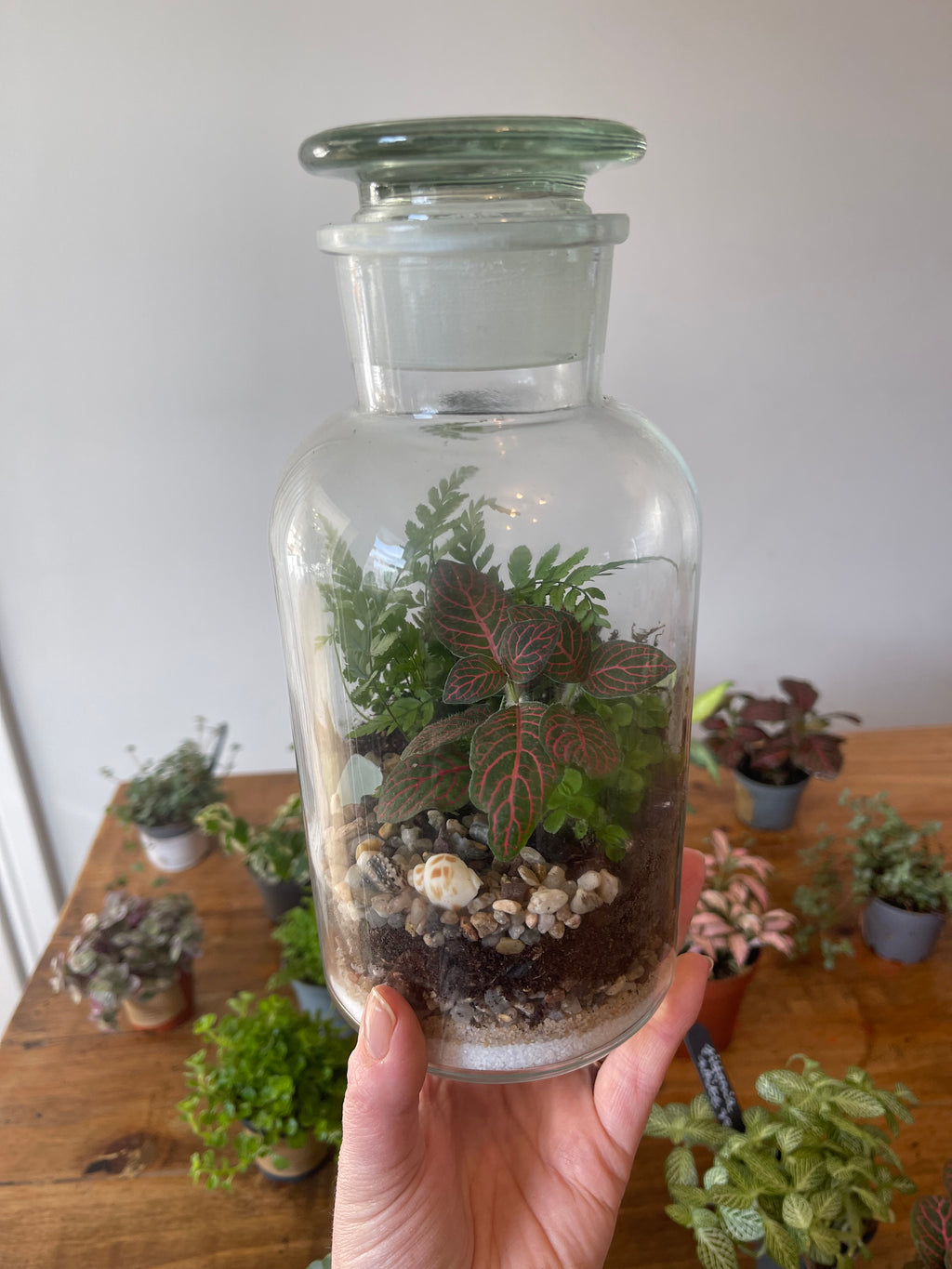 Apothecary Jar Terrarium Kit — Your Own Little Ecosystem,