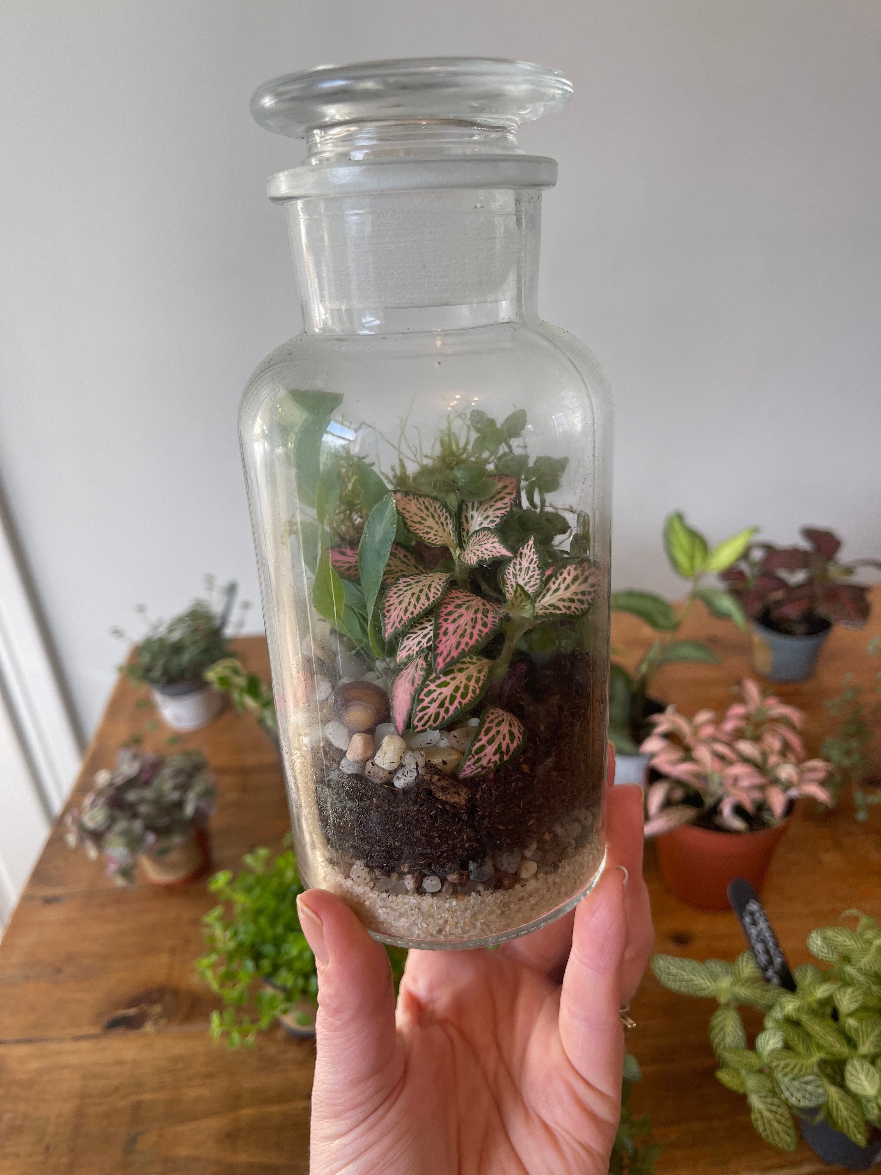 Apothecary Jar Terrarium Kit — Your Own Little Ecosystem,