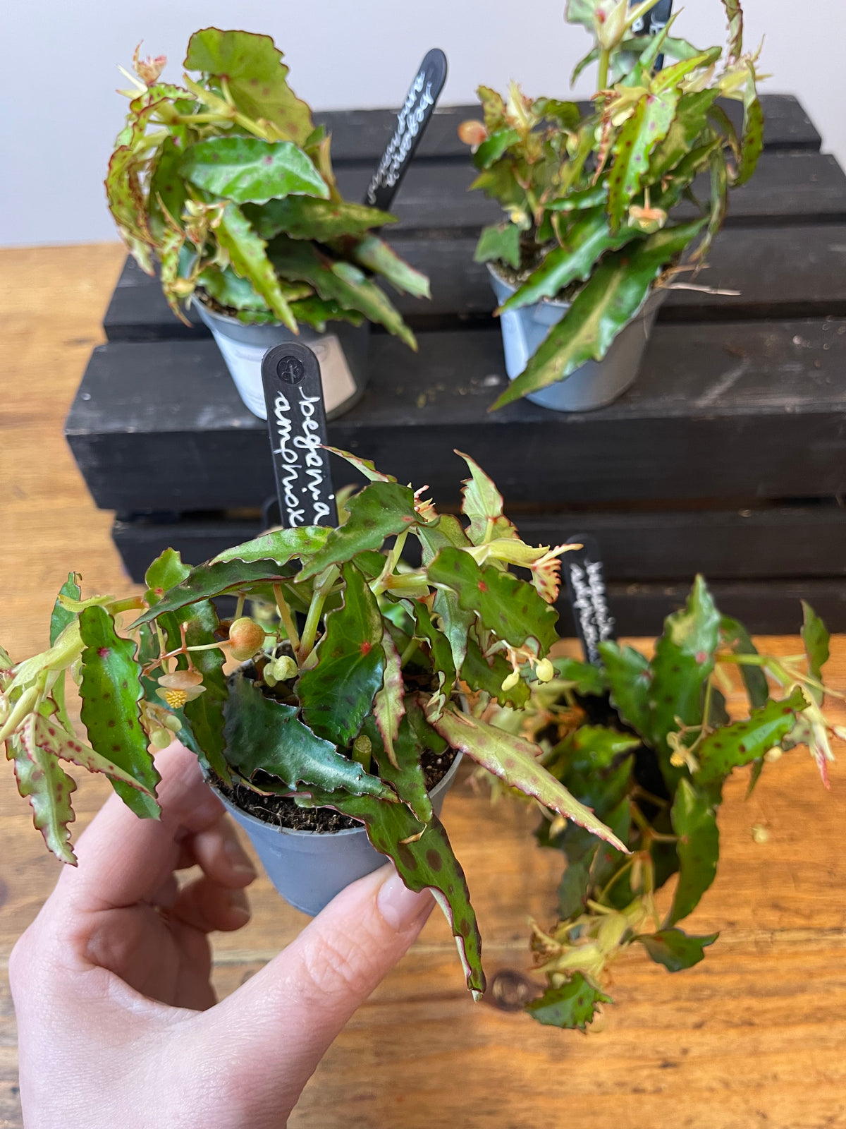 Clown Begonia - Amphioxus