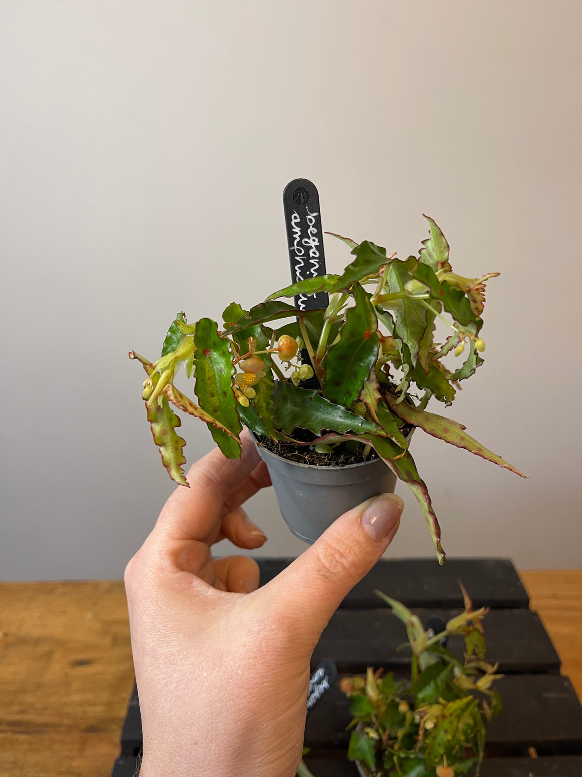 Clown Begonia - Amphioxus