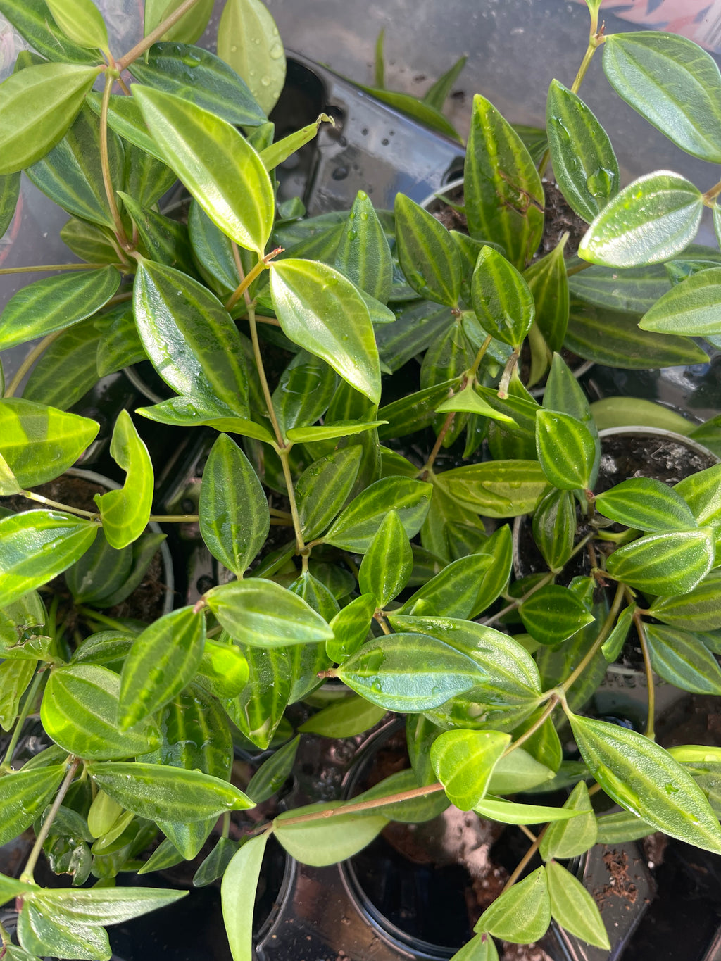 Peperomia (Angulata)