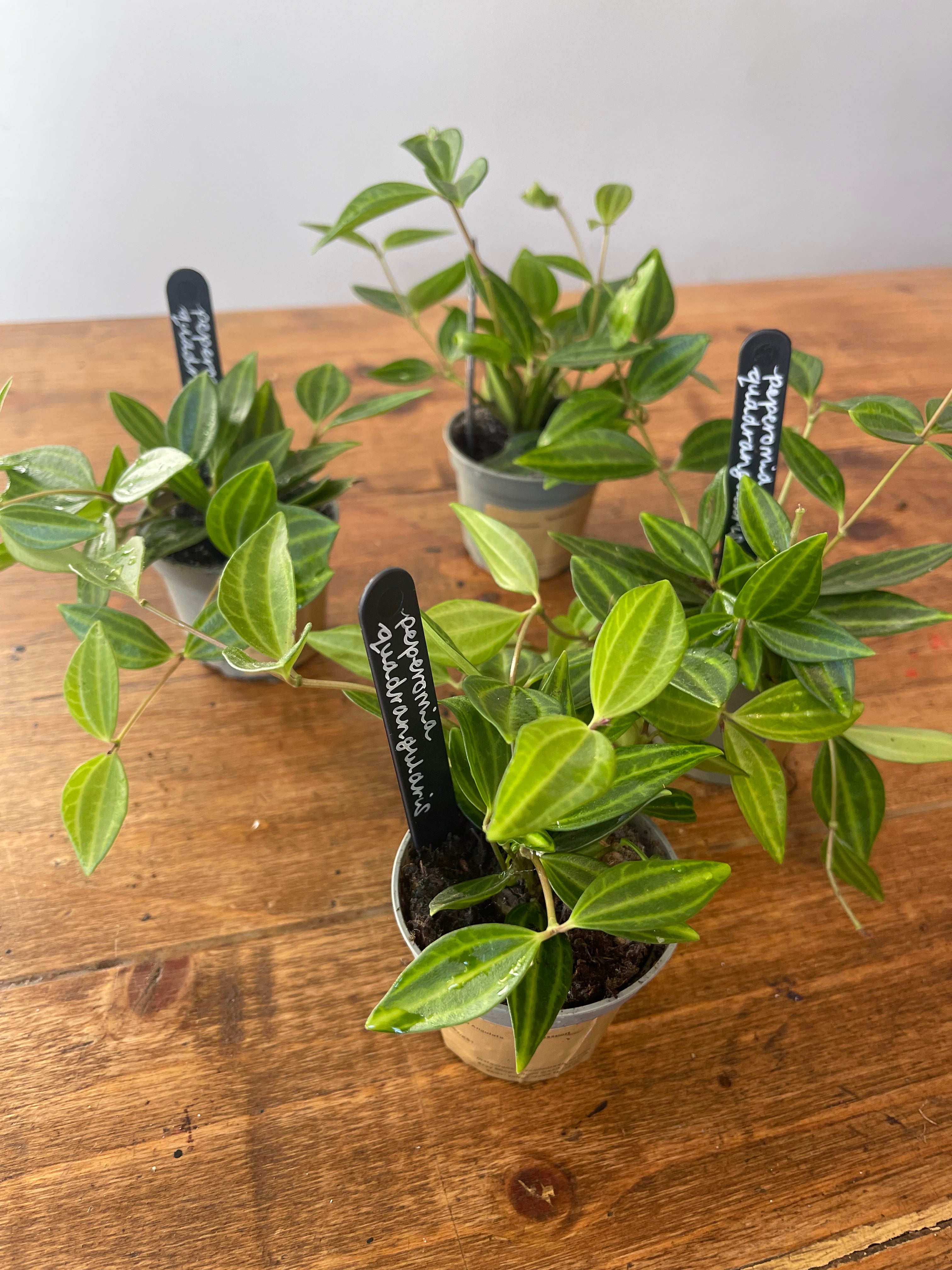 Peperomia (Angulata)
