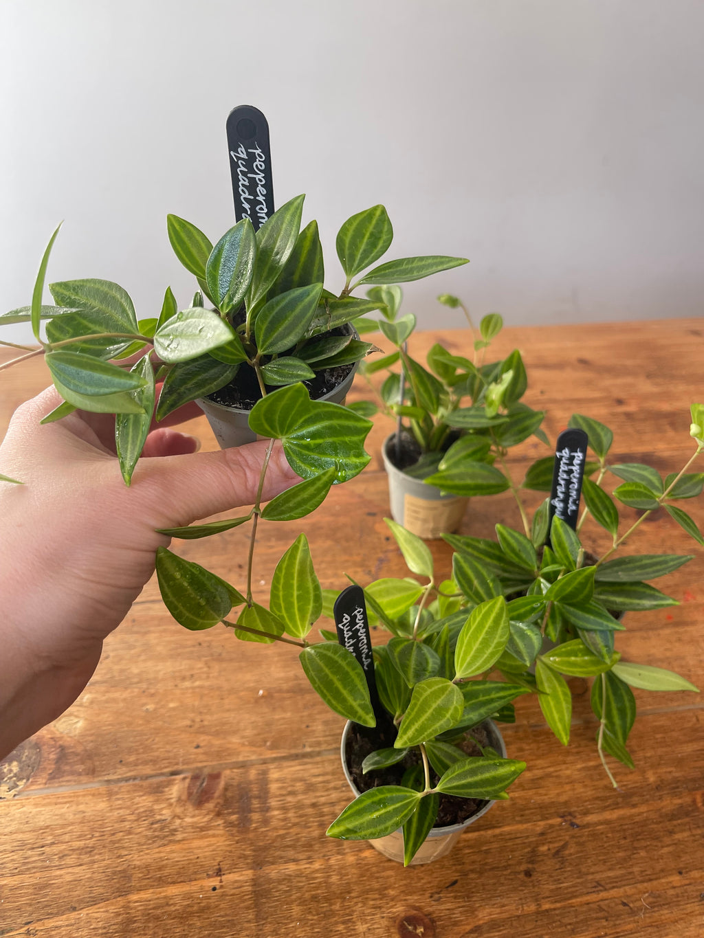 Peperomia (Angulata)