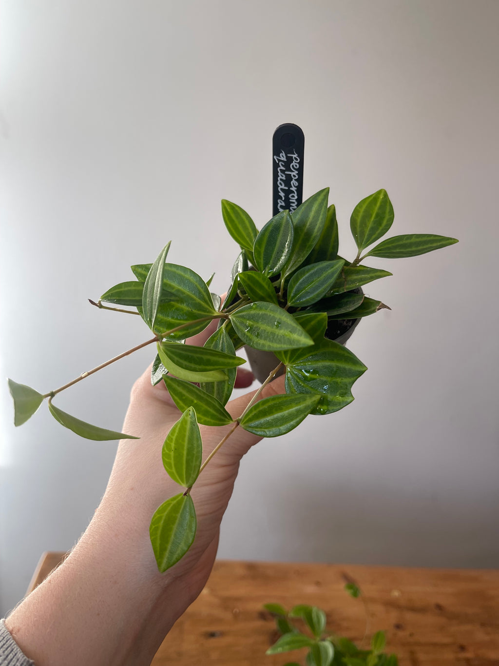 Peperomia (Angulata)