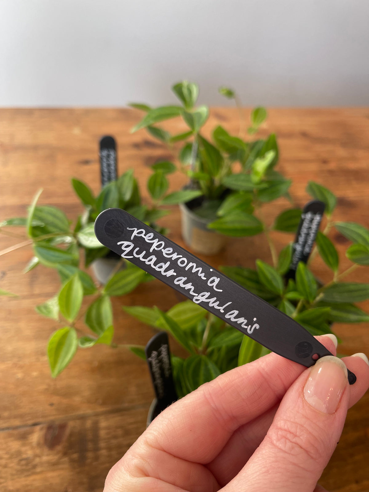 Peperomia (Angulata)