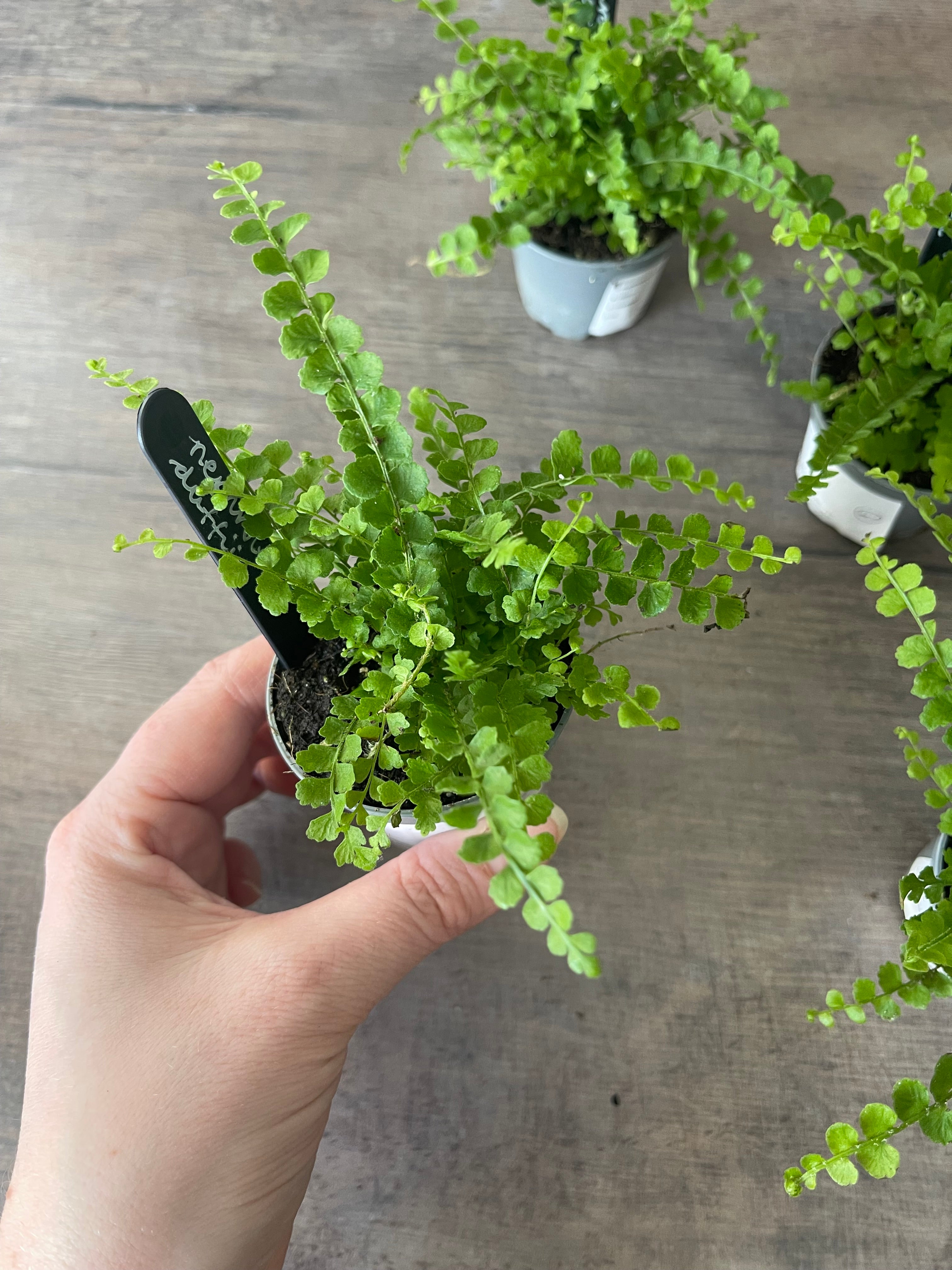 Lemon Button Fern - Nephrolepis Duffii
