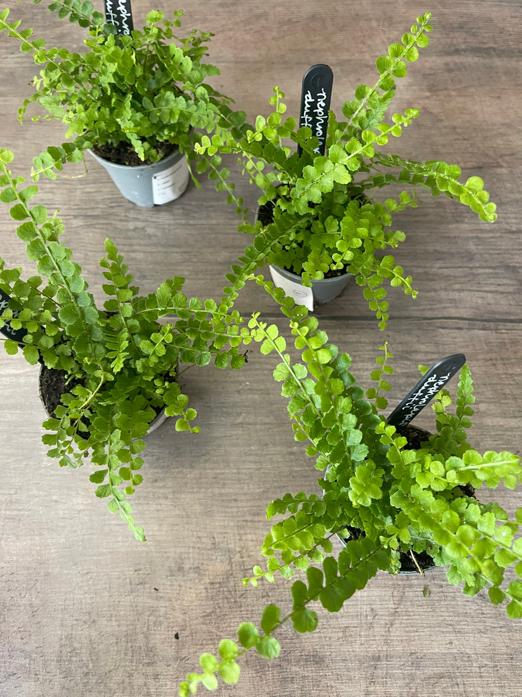 Lemon Button Fern - Nephrolepis Duffii