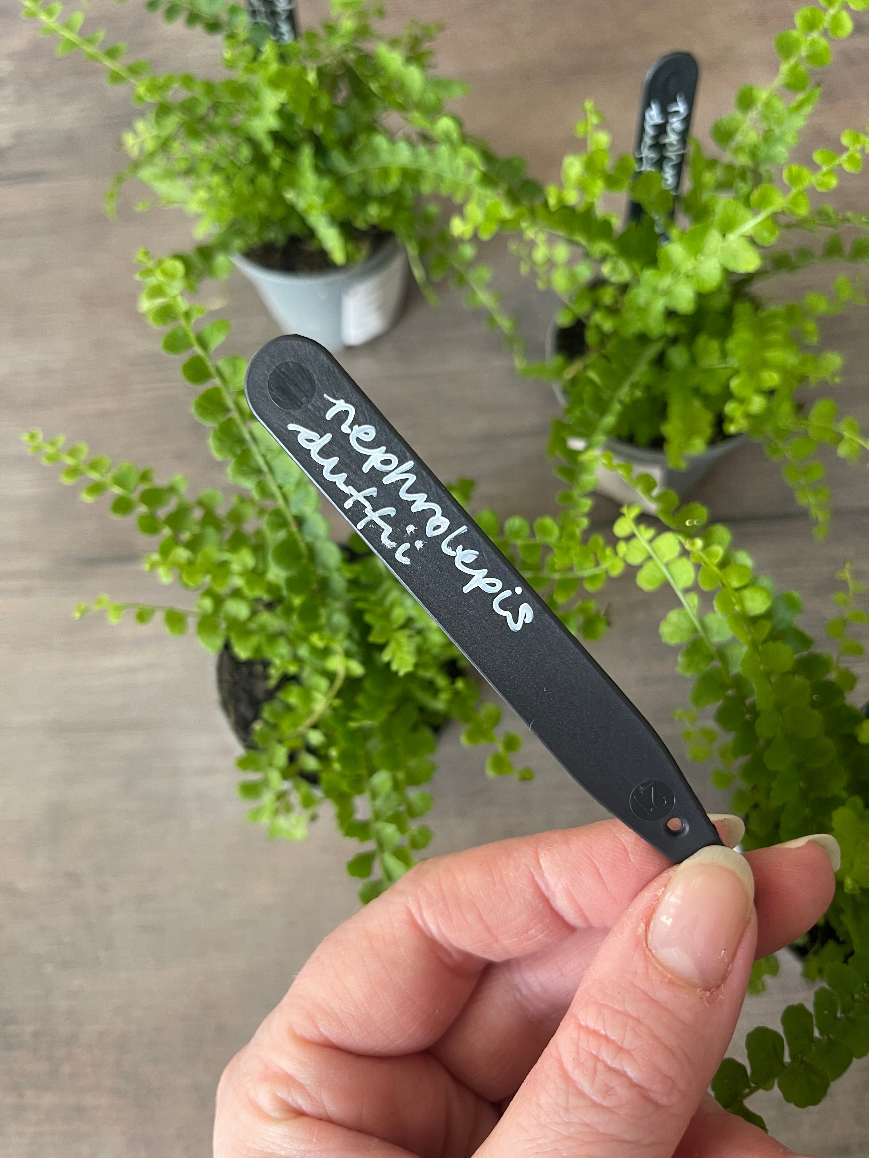 Lemon Button Fern - Nephrolepis Duffii