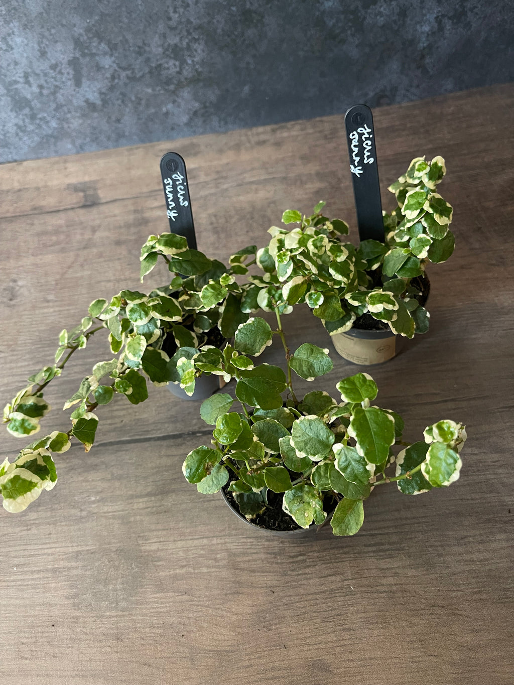 Ficus Pumila White Sunny
