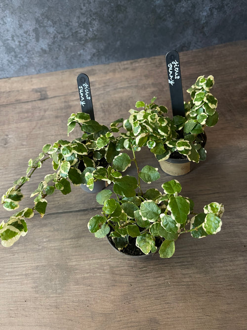 Ficus Pumila White Sunny