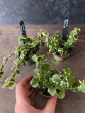 Ficus Pumila White Sunny