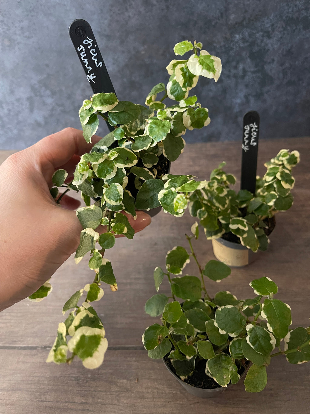Ficus Pumila White Sunny
