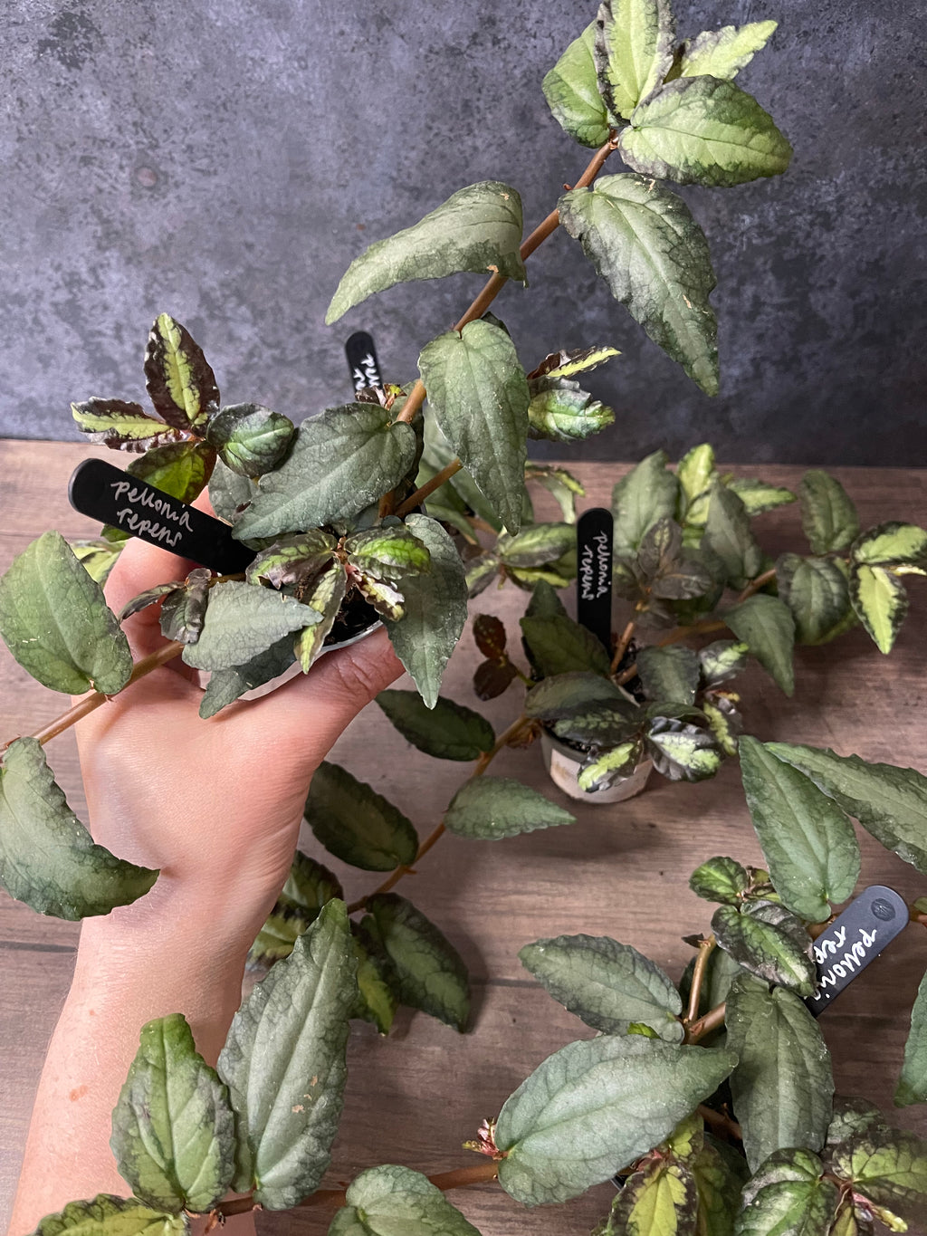 Watermelon Begonia - Pellionia Repens