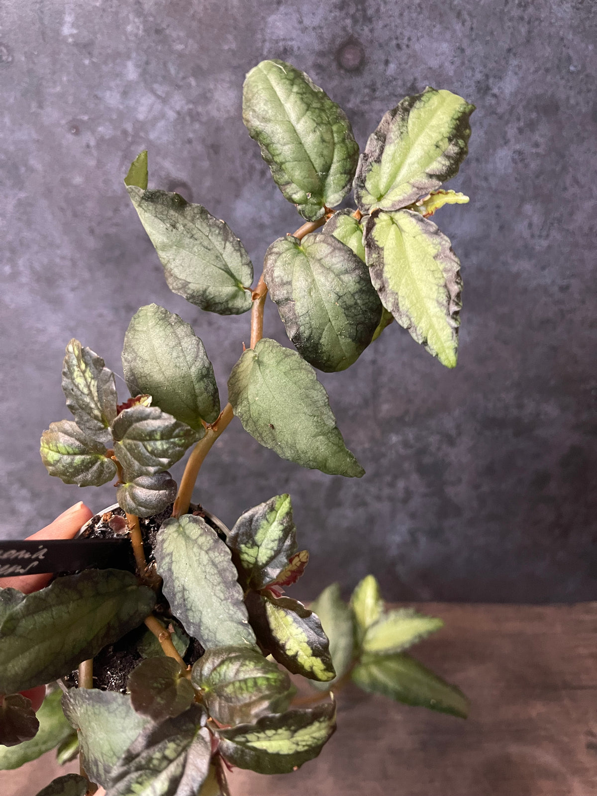 Watermelon Begonia - Pellionia Repens
