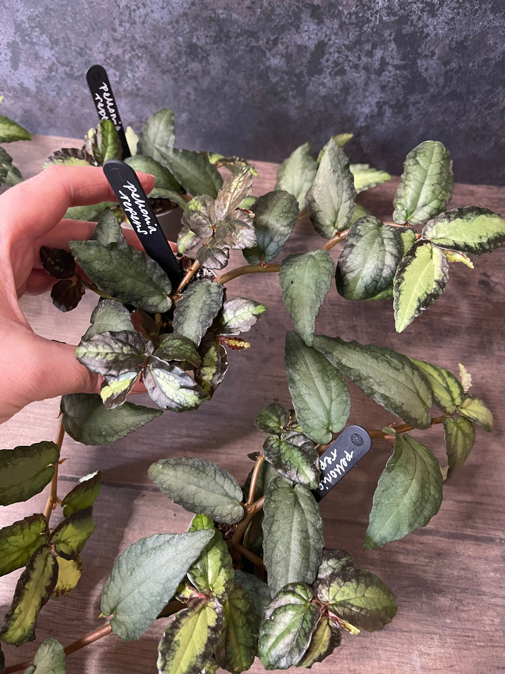 Watermelon Begonia - Pellionia Repens